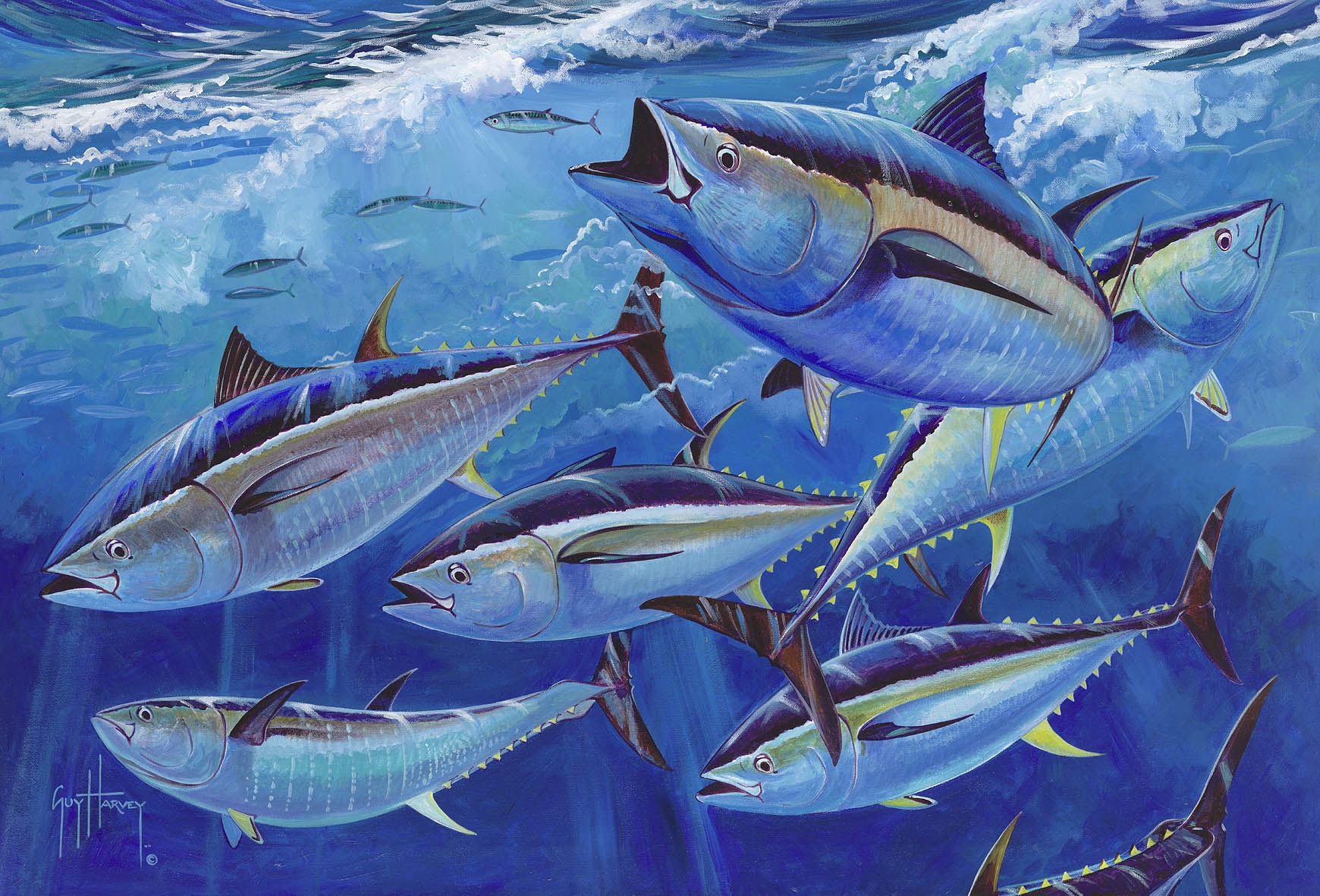 Yellowfin Tuna Wallpapers Wallpaper Cave