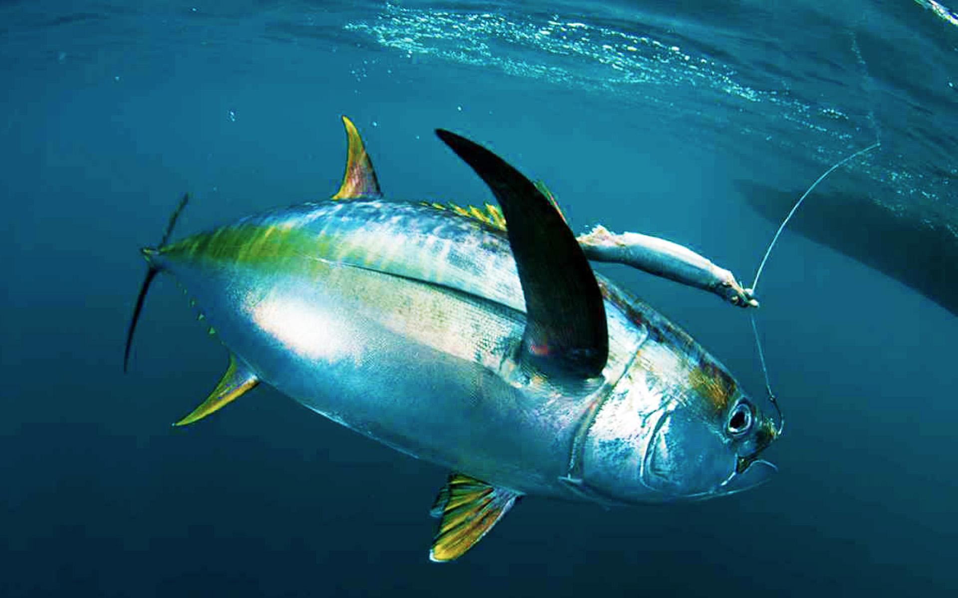 Yellowfin Tuna Wallpapers Wallpaper Cave