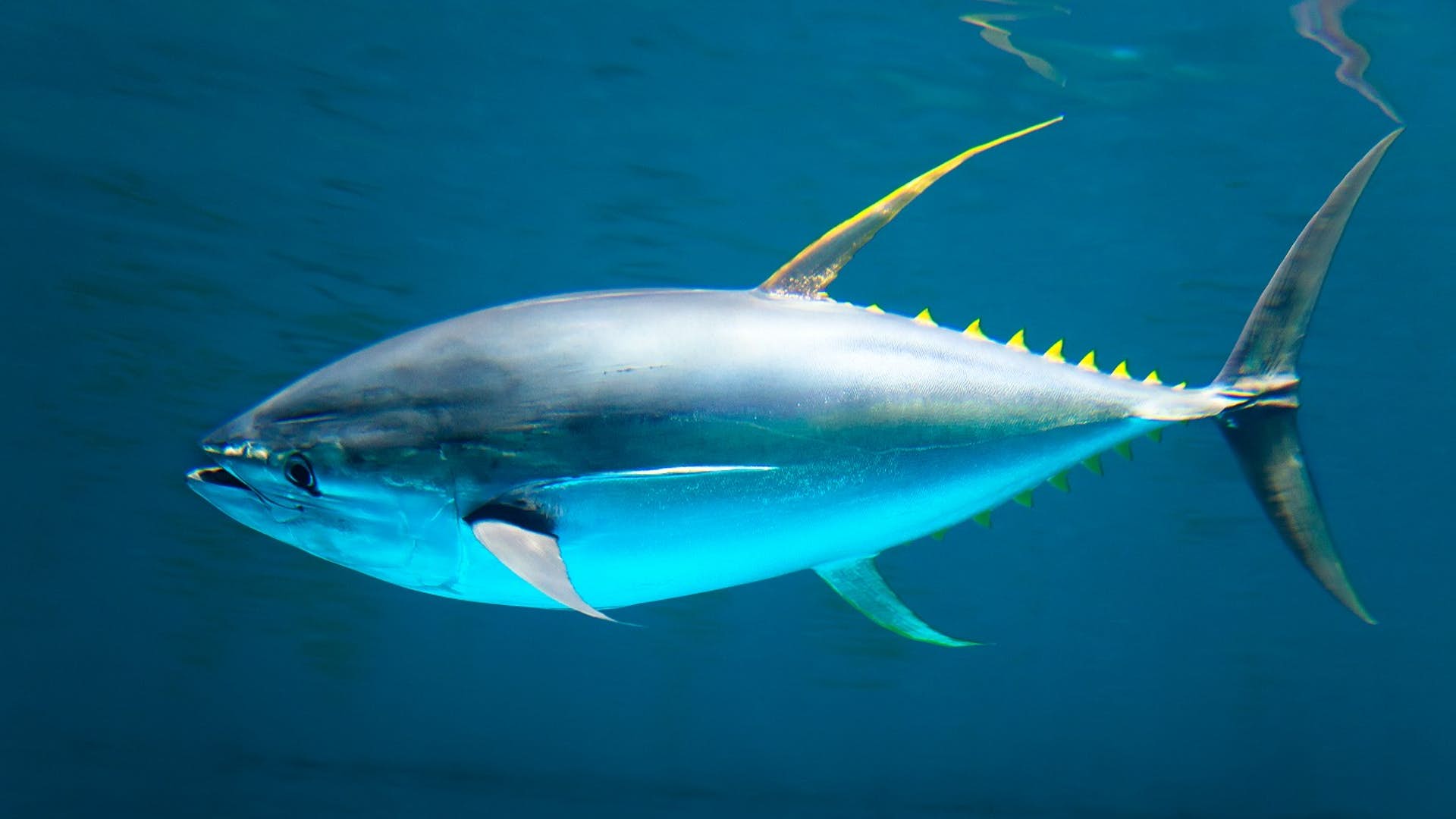 Yellowfin Tuna Wallpapers Wallpaper Cave