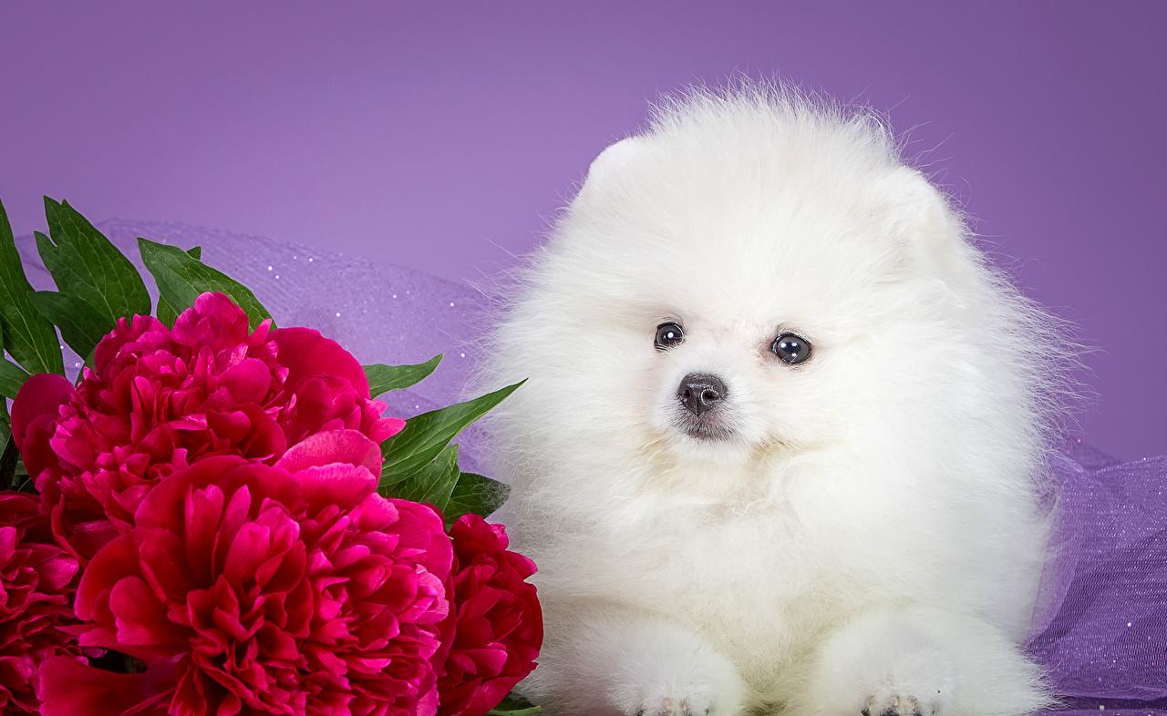 Fluffy Dogs Wallpapers Wallpaper Cave