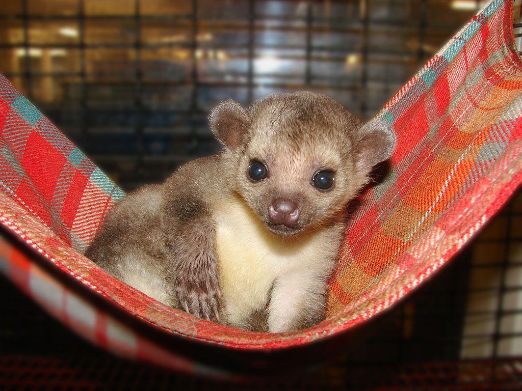 Kinkajou Wallpapers Wallpaper Cave