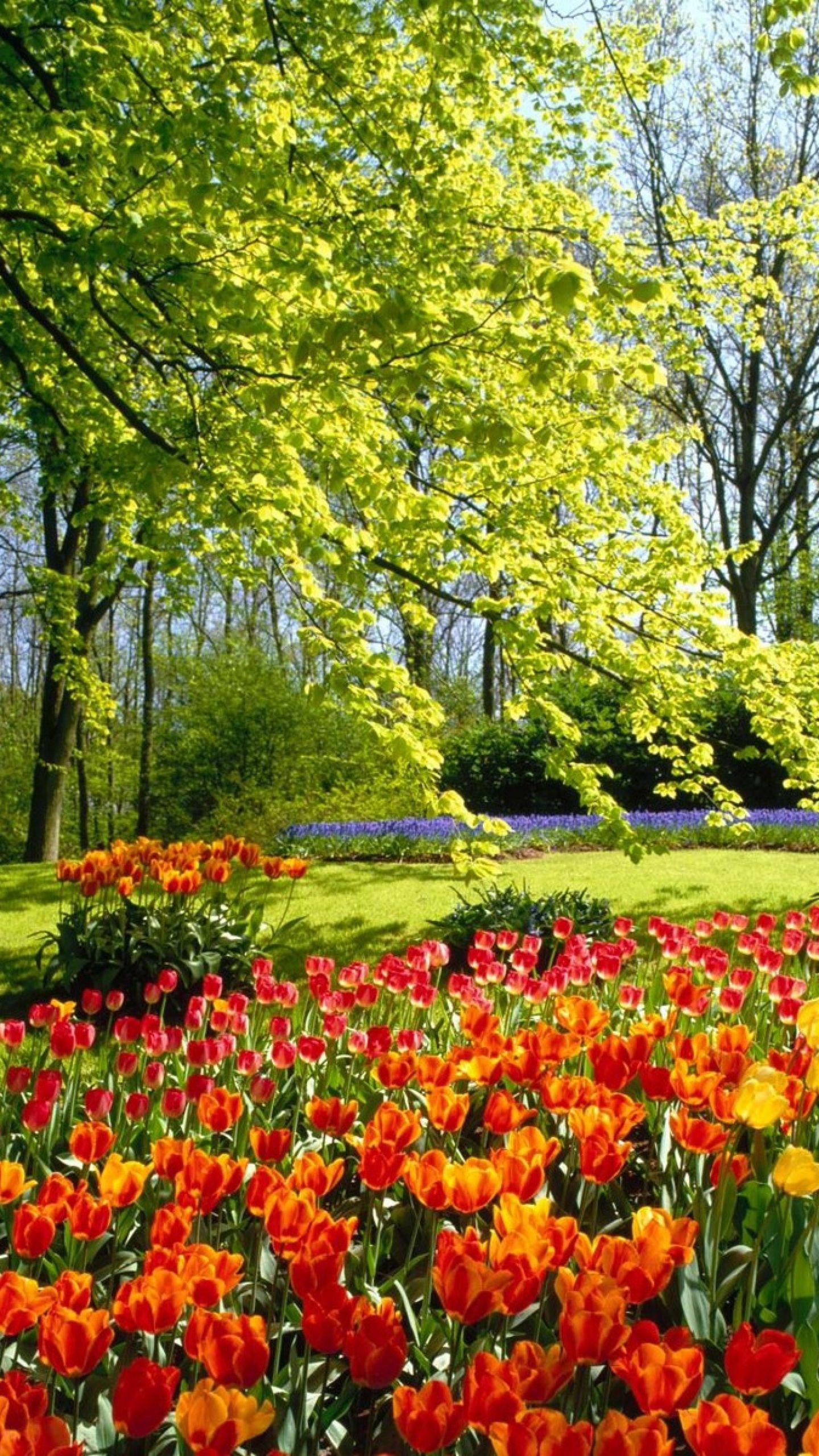 Flower Garden Hd Images Wallpaper Best Flower Site