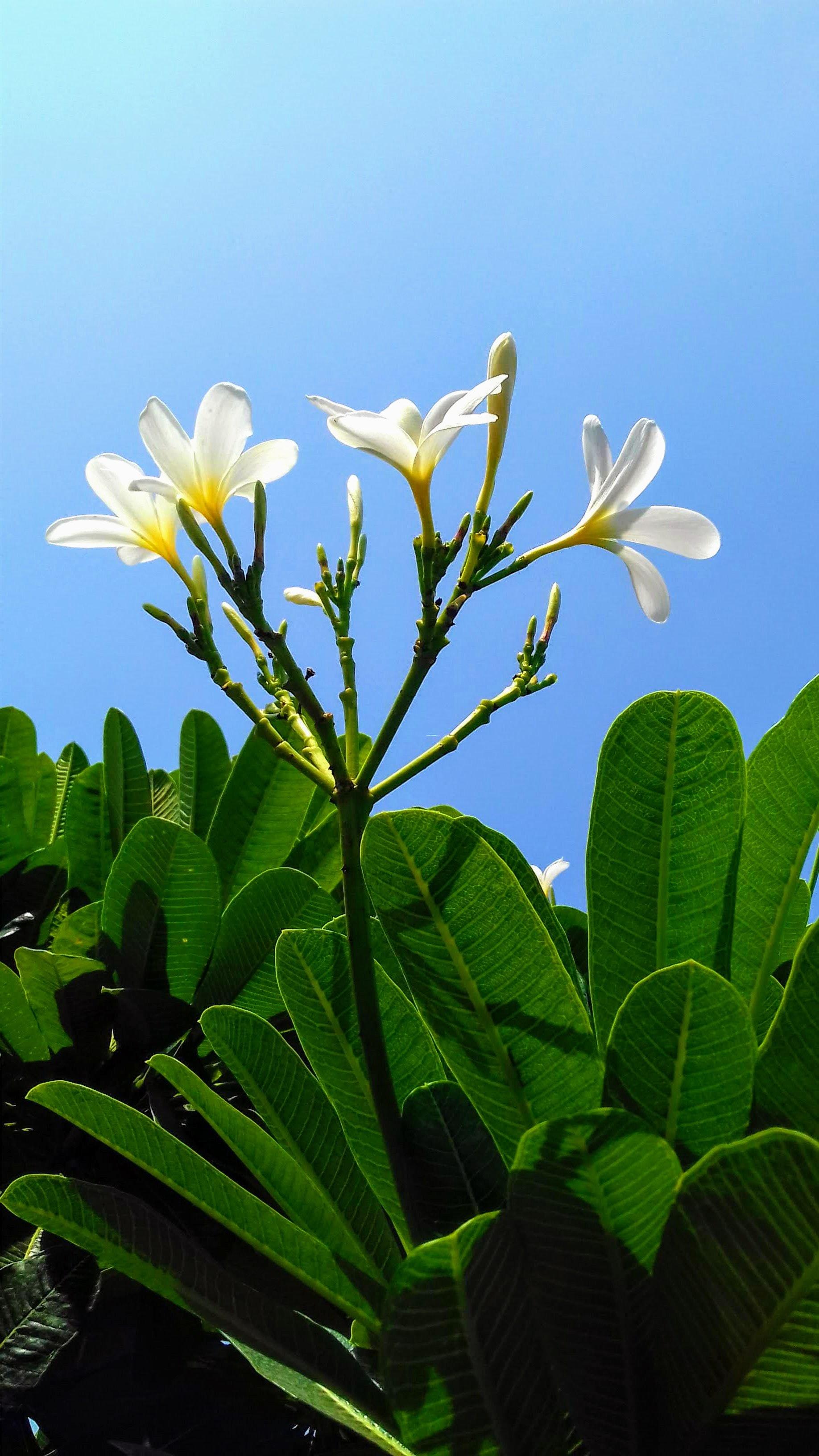 Beautiful Mobile Wallpapers Wallpaper Cave