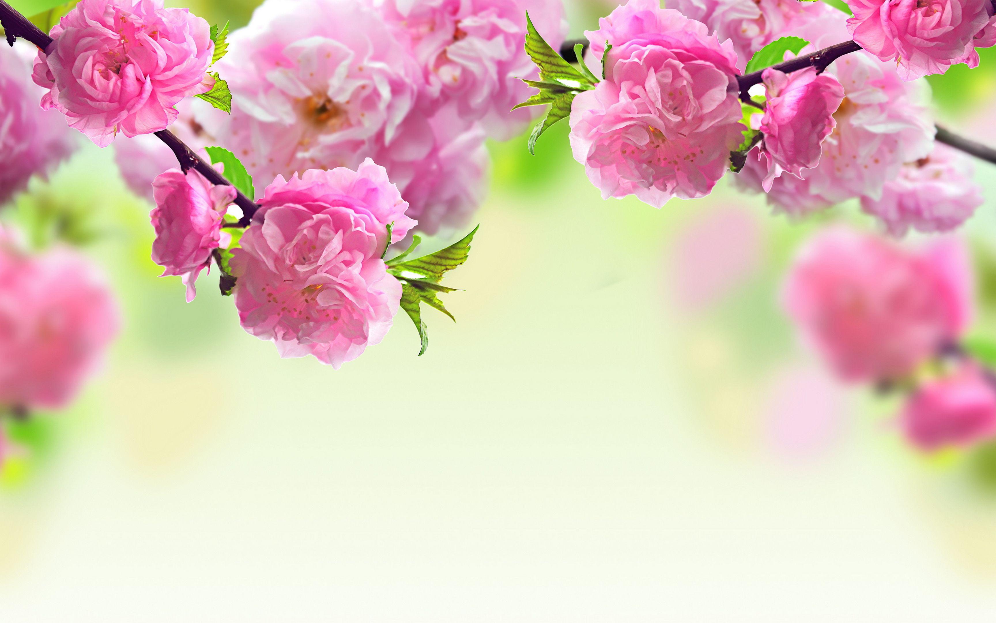 Pink Spring Flowers Wallpapers Wallpaper Cave