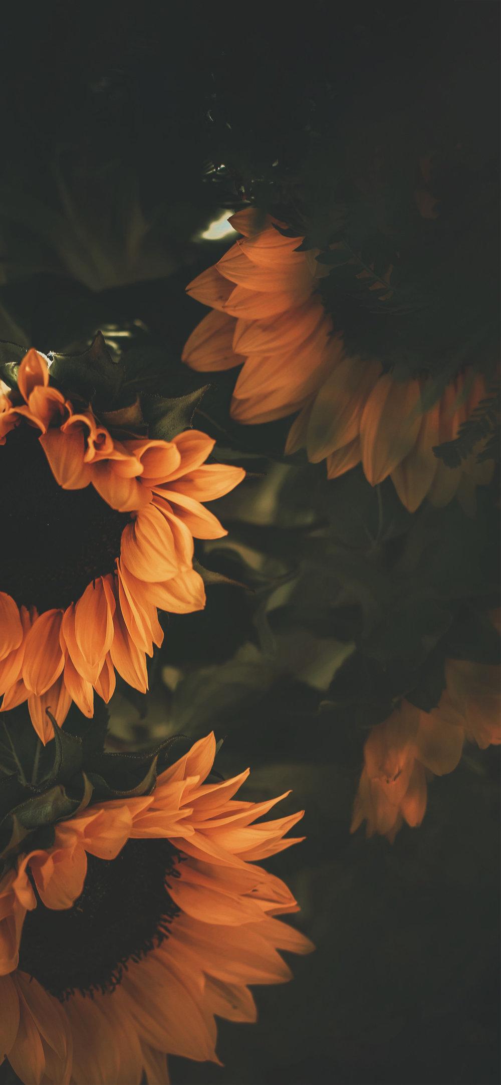 Sunflower iPhone Wallpapers Wallpaper Cave