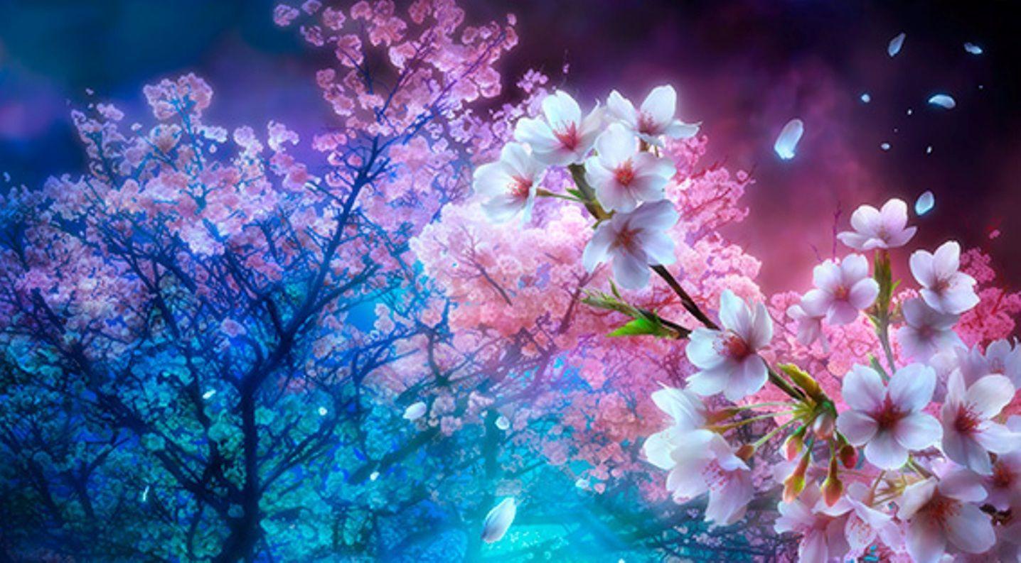 Computer Night Time Cherry Blossom Wallpapers Wallpaper Cave