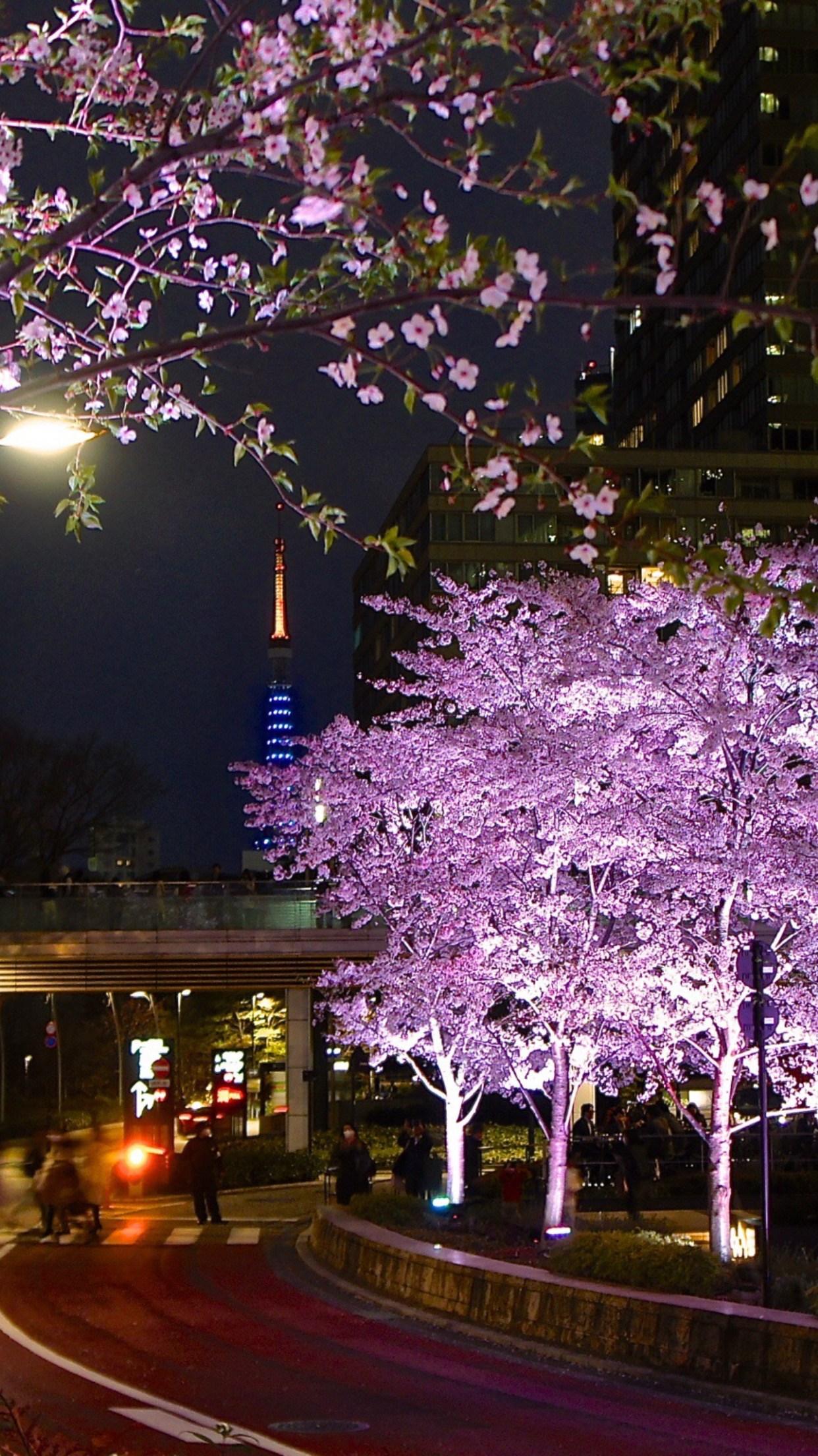 Sakura Night Wallpapers Wallpaper Cave