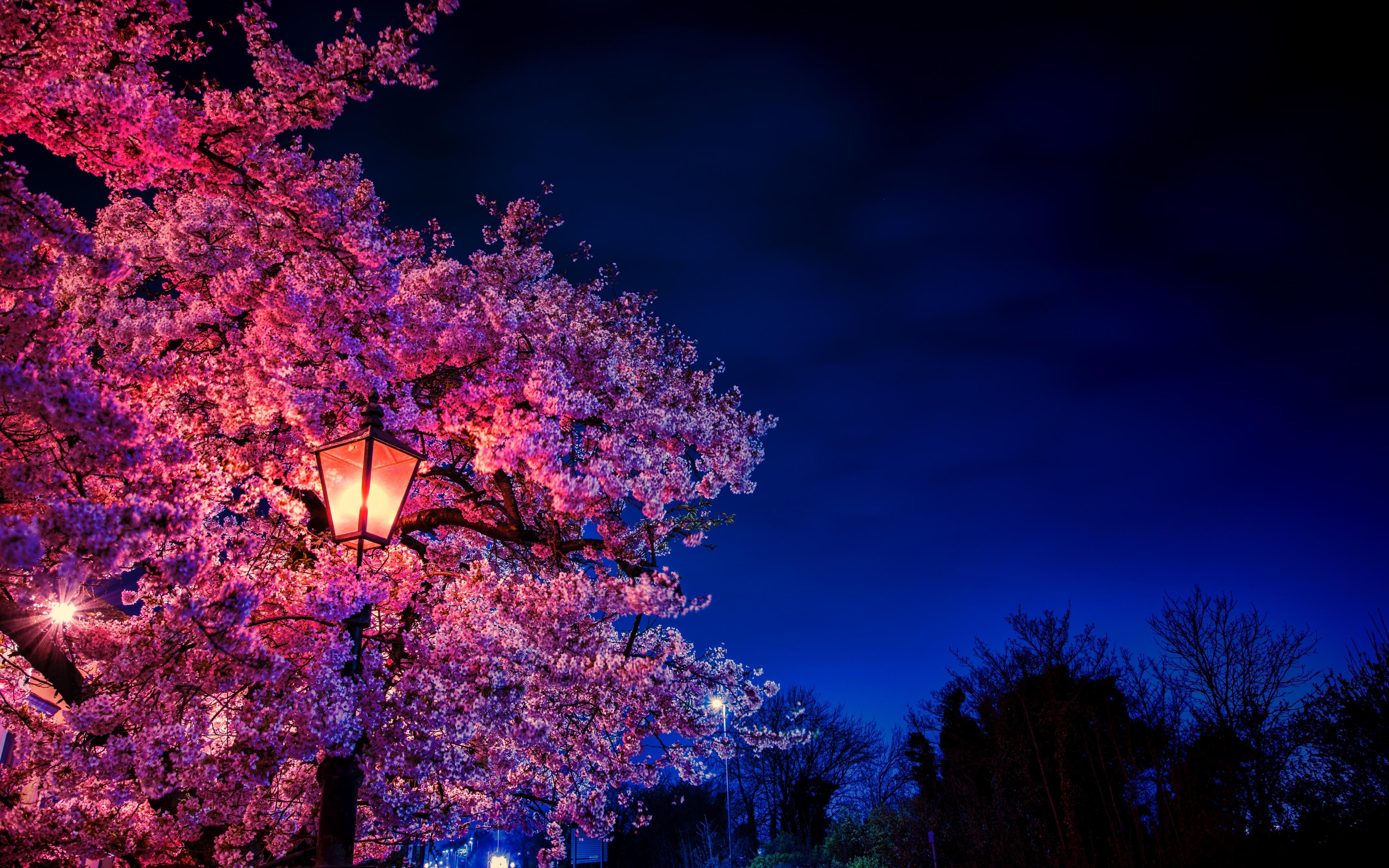 Sakura Night Wallpapers Wallpaper Cave
