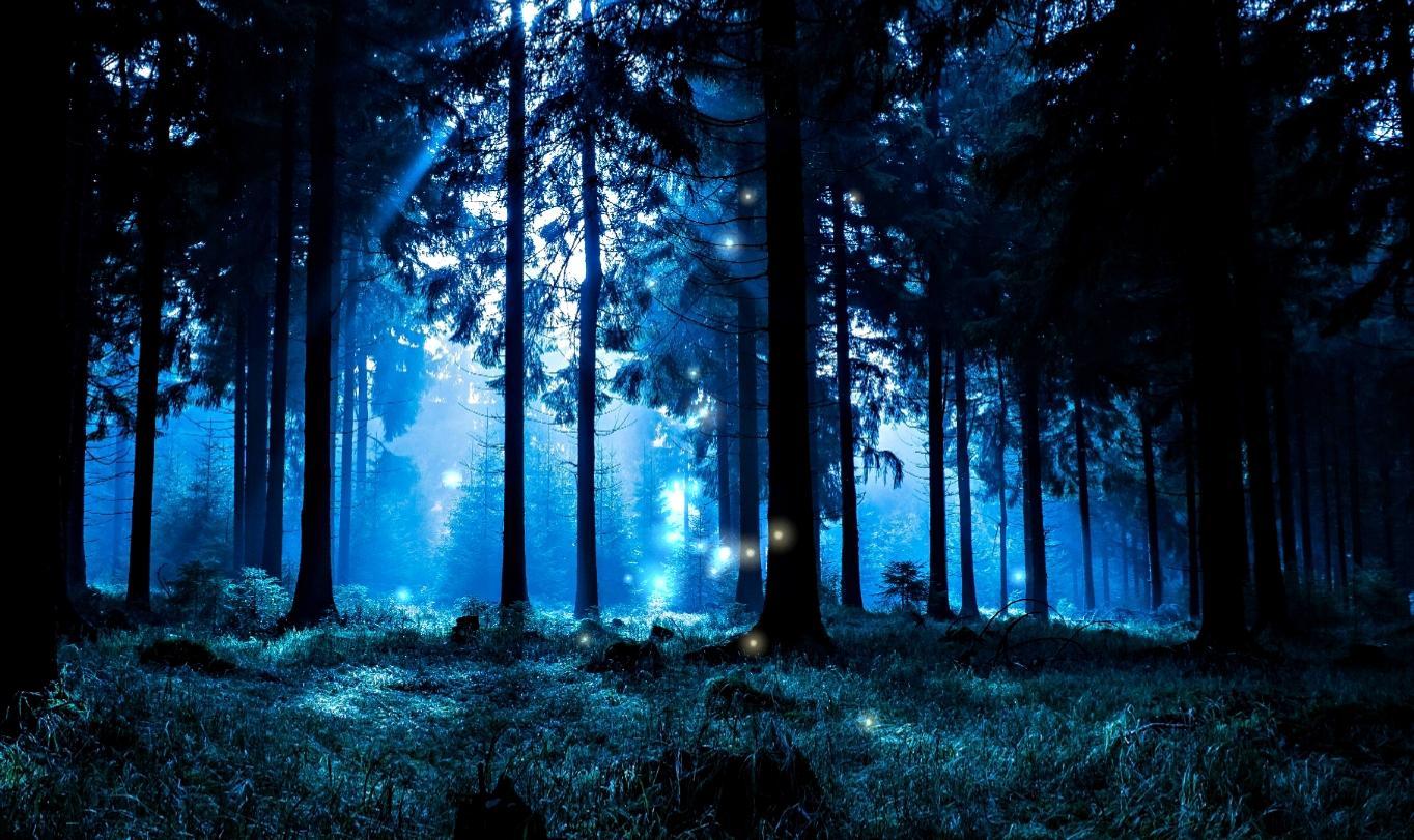 Night In Forest Wallpapers Wallpaper Cave
