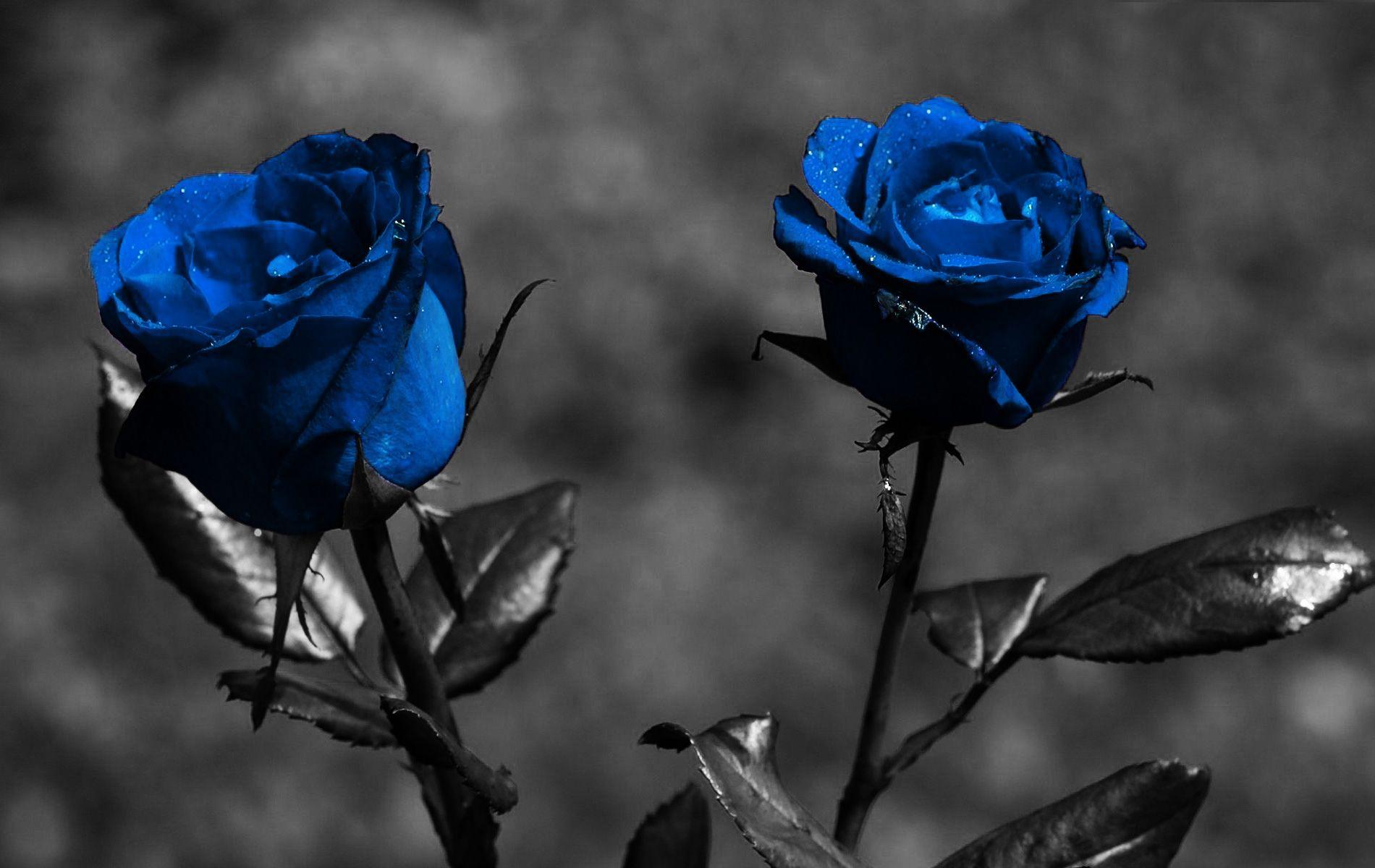 Beautiful Blue Rose Desktop Wallpapers Wallpaper Cave
