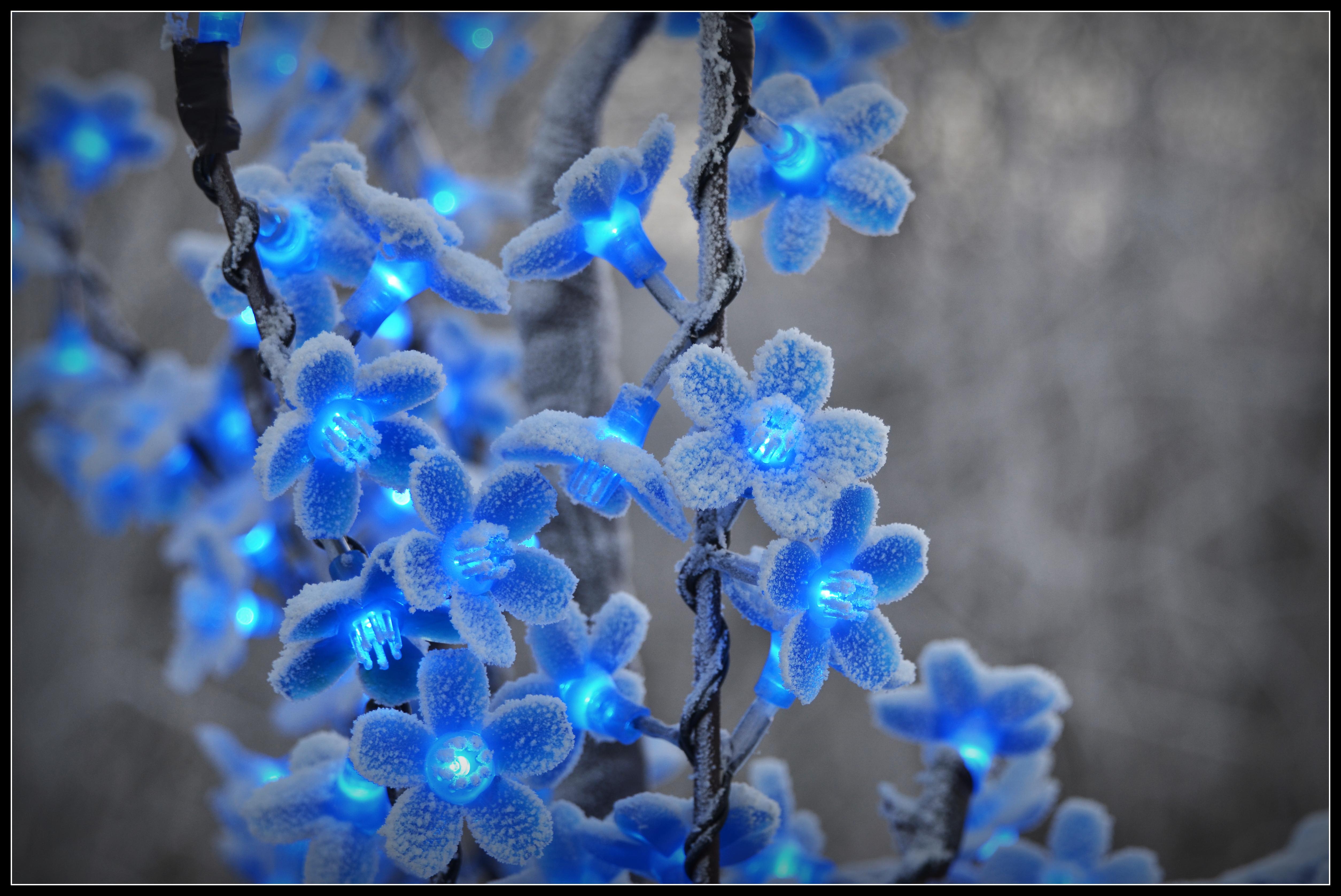 Fairy Blue Flower Wallpapers Wallpaper Cave