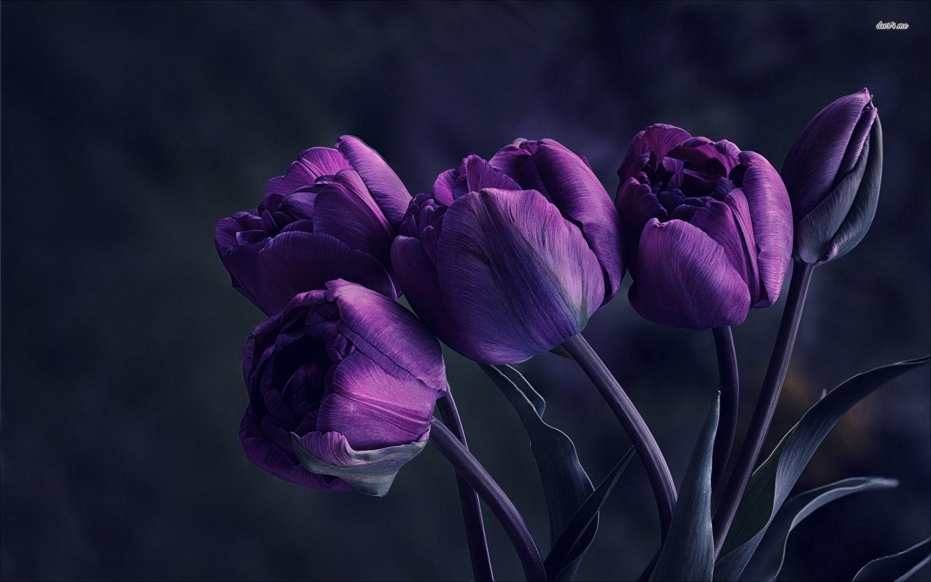Purple Tulips Wallpapers Wallpaper Cave
