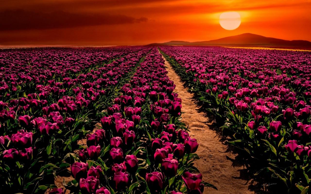 Purple Tulips Wallpapers Wallpaper Cave
