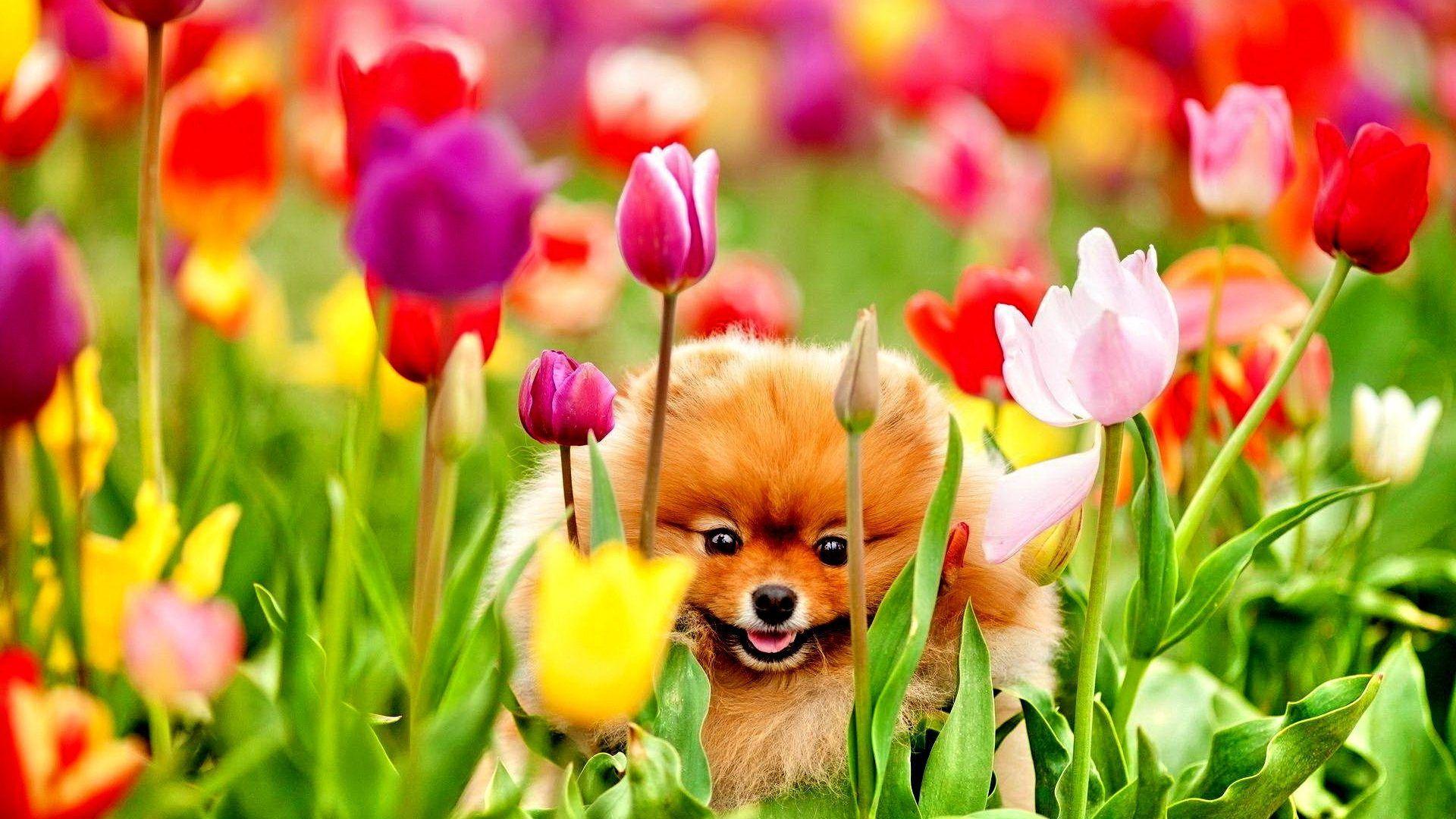 Spring Desktop Backgrounds With Puppies