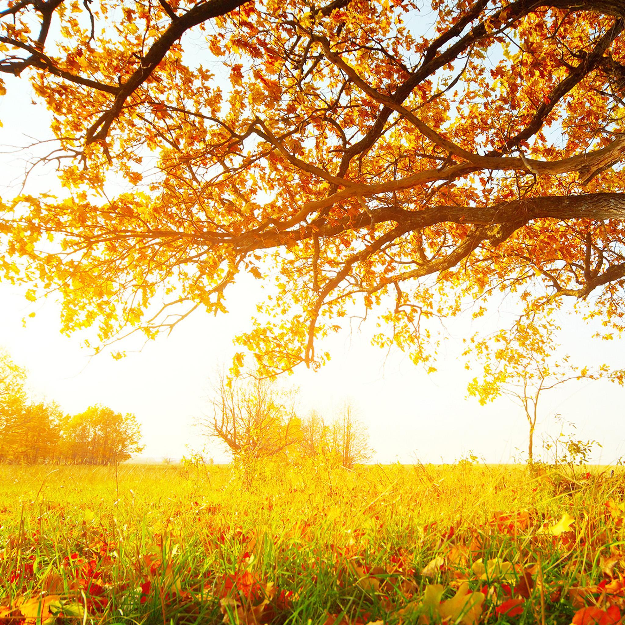Golden Autumn Wallpapers Wallpaper Cave