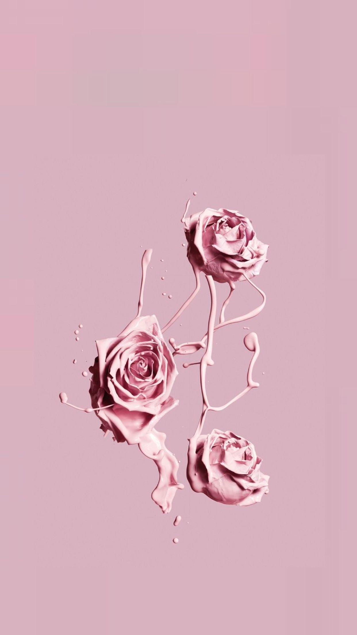 Pink Roses Aesthetic Wallpapers Wallpaper Cave