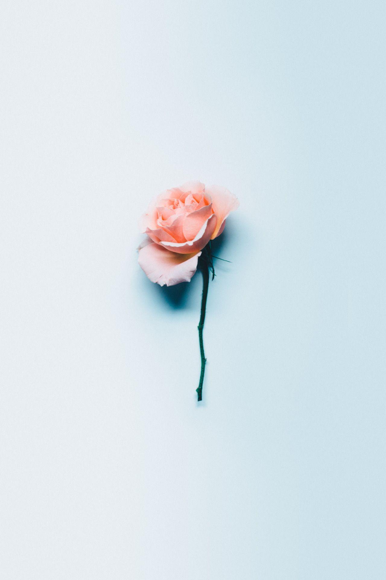 Blue Rose Wallpaper Aesthetic