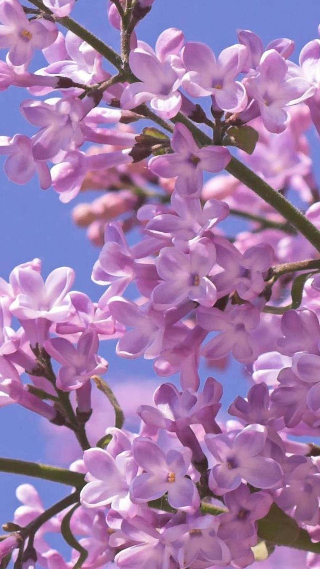 Lovely Lilacs Wallpapers Wallpaper Cave