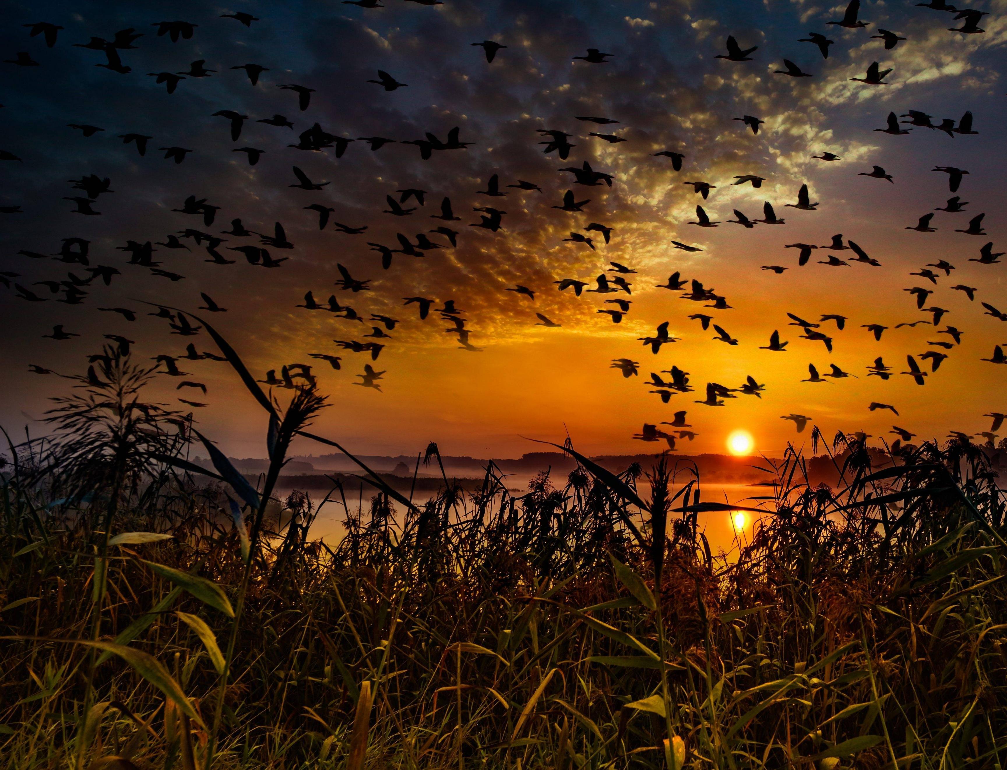 Evening Birds Wallpapers Wallpaper Cave