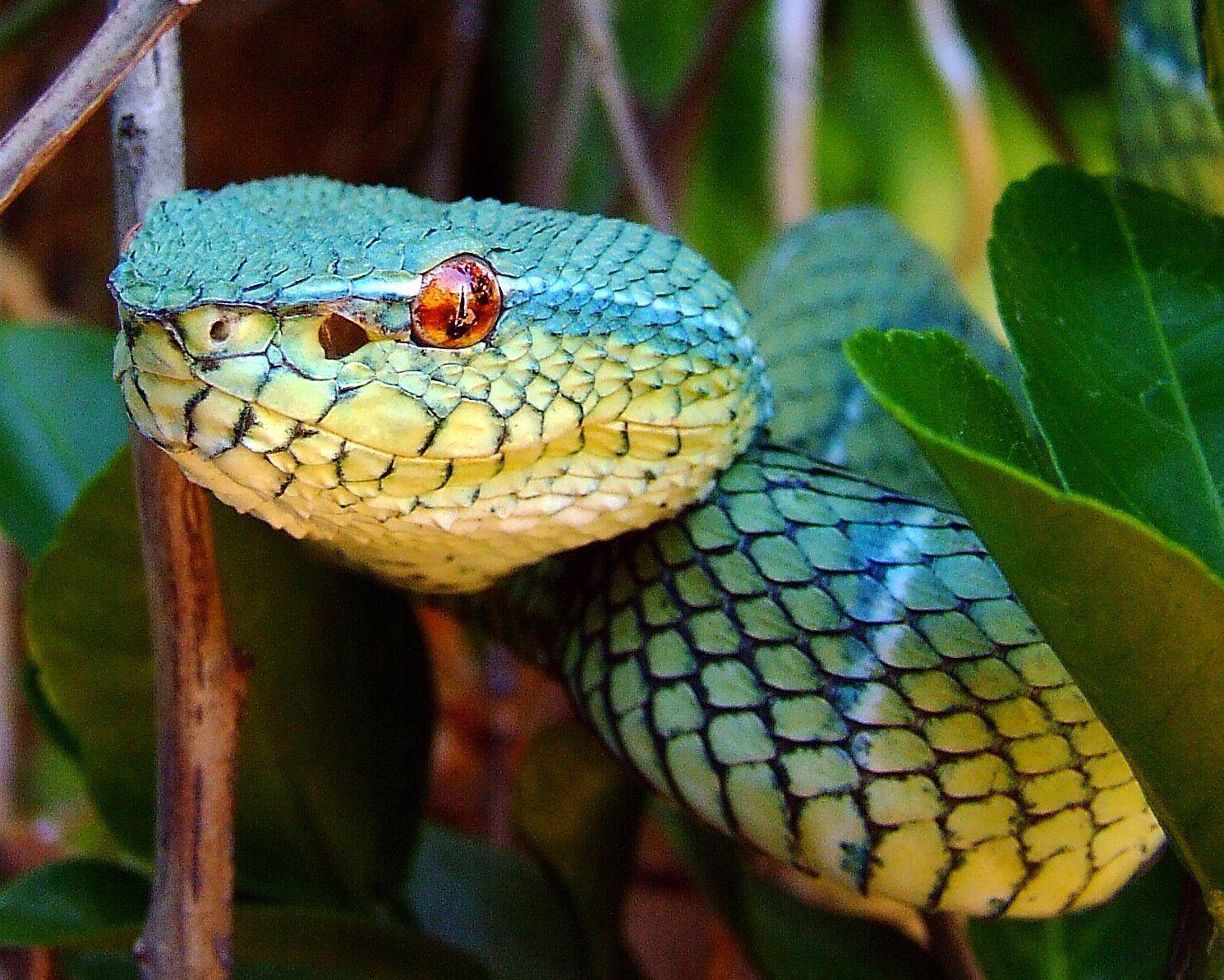 Vogel's Pit Viper Trimeresurus Vogeli Wallpapers Wallpaper Cave