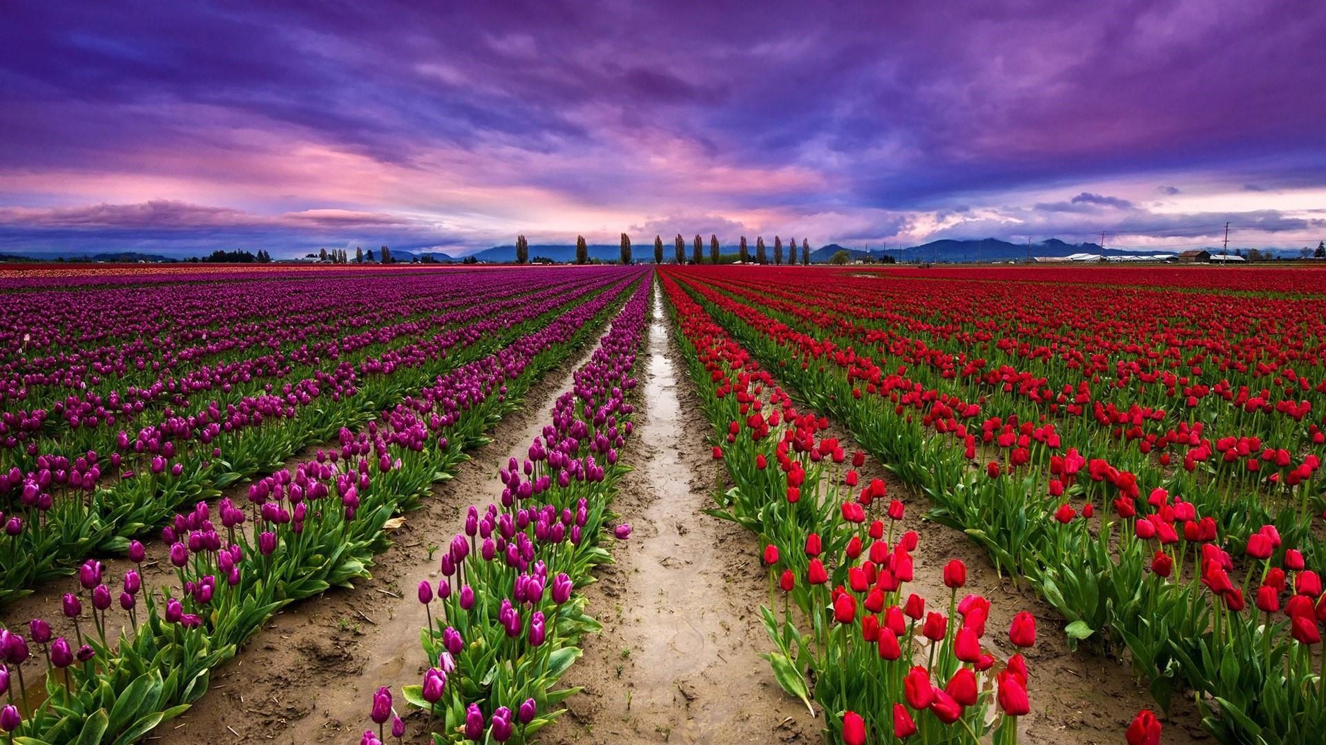Tulip Bulb Farm Wallpapers Wallpaper Cave