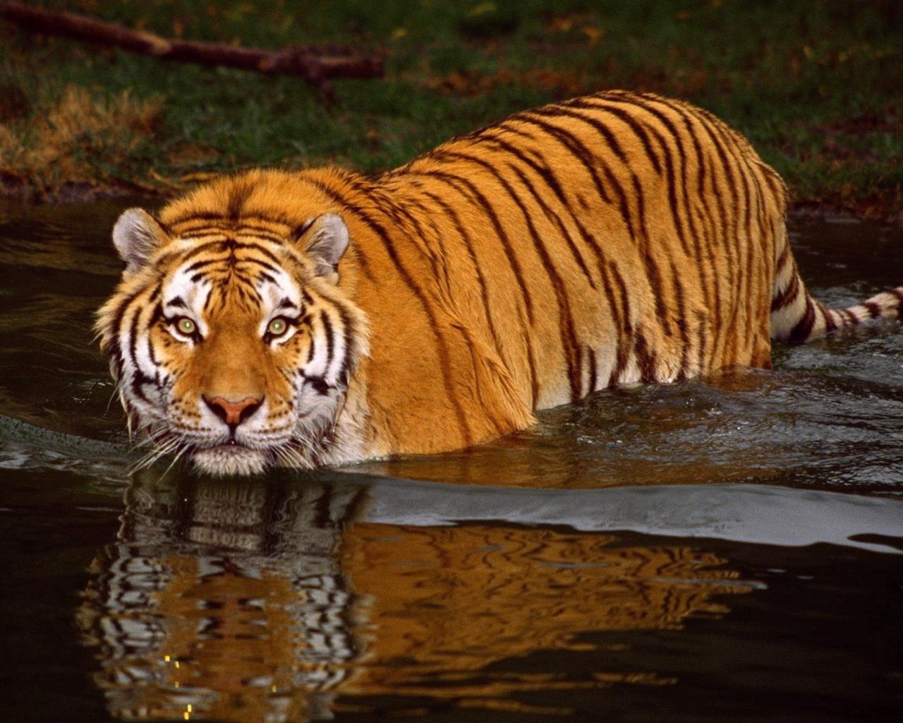 Animated Animals Wallpapers Wallpaper Cave