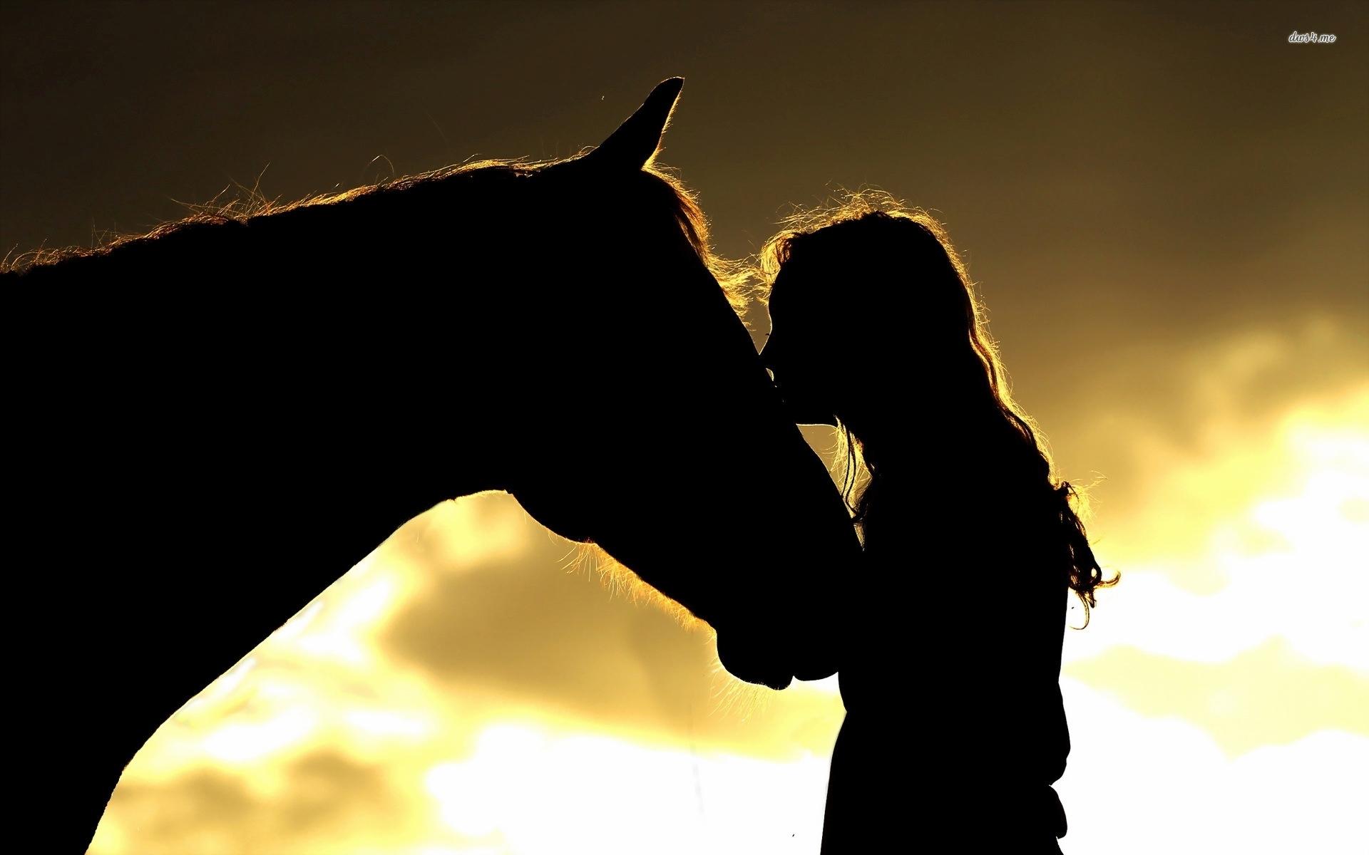 Horse Silhouette Wallpapers Wallpaper Cave