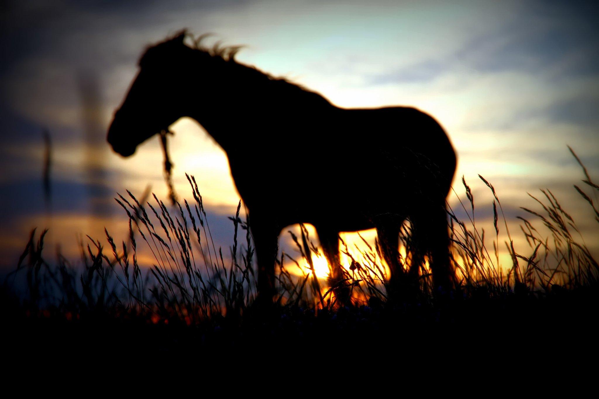 Horse Silhouette Wallpapers Wallpaper Cave