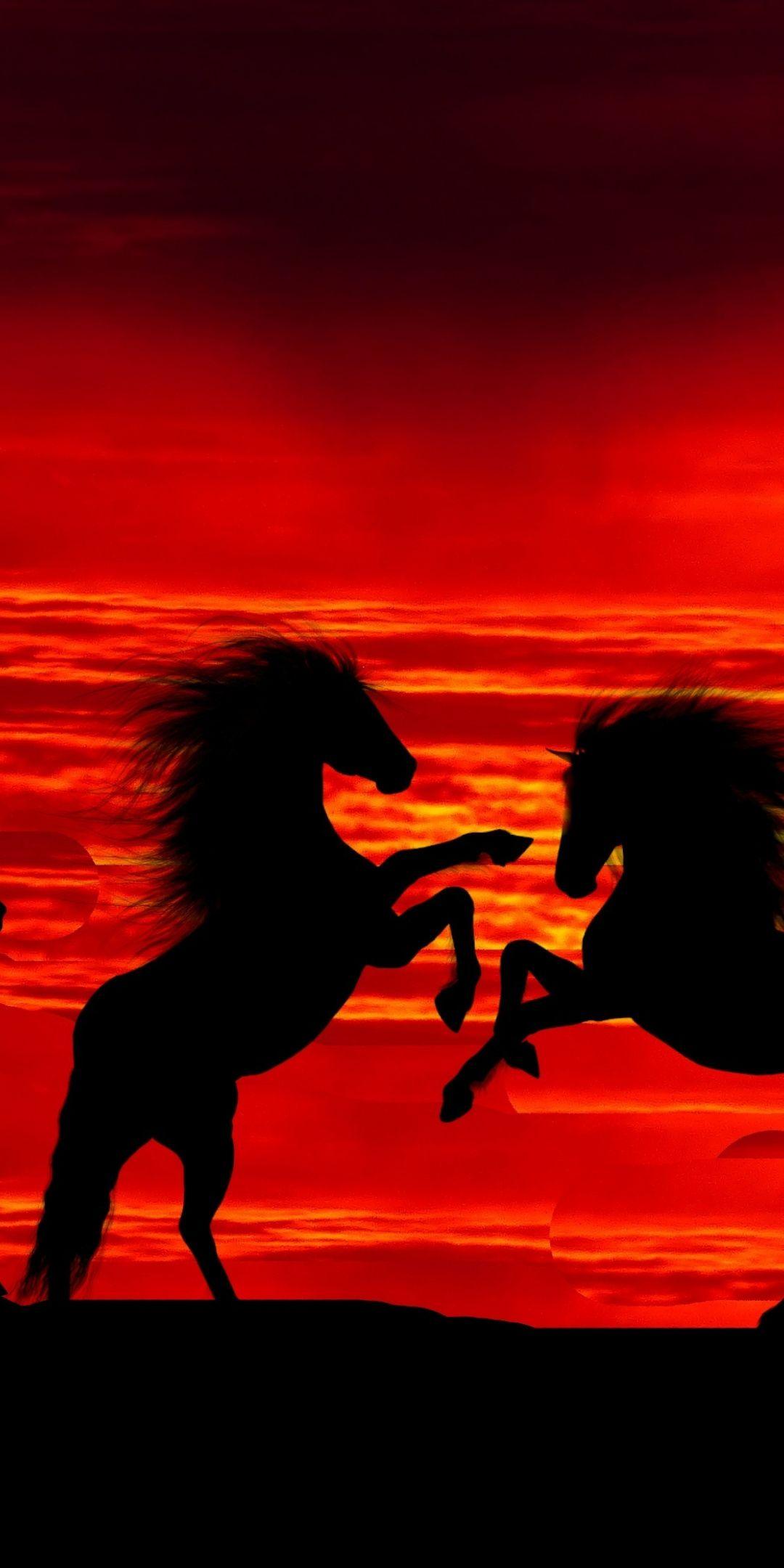 Horse Silhouette Wallpapers Wallpaper Cave