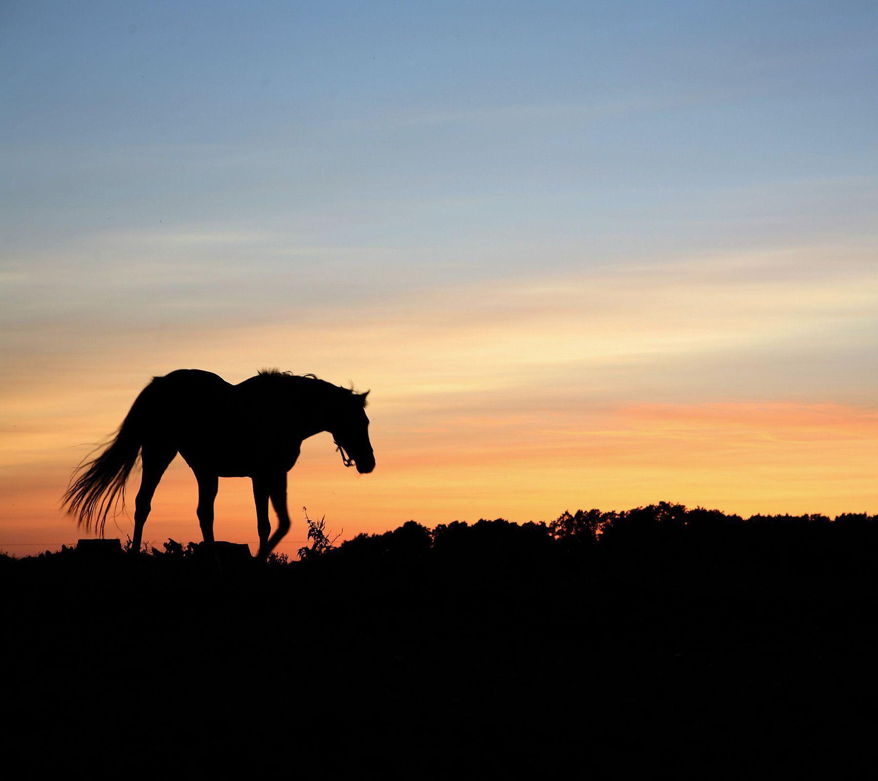 Horse Silhouette Wallpapers Wallpaper Cave