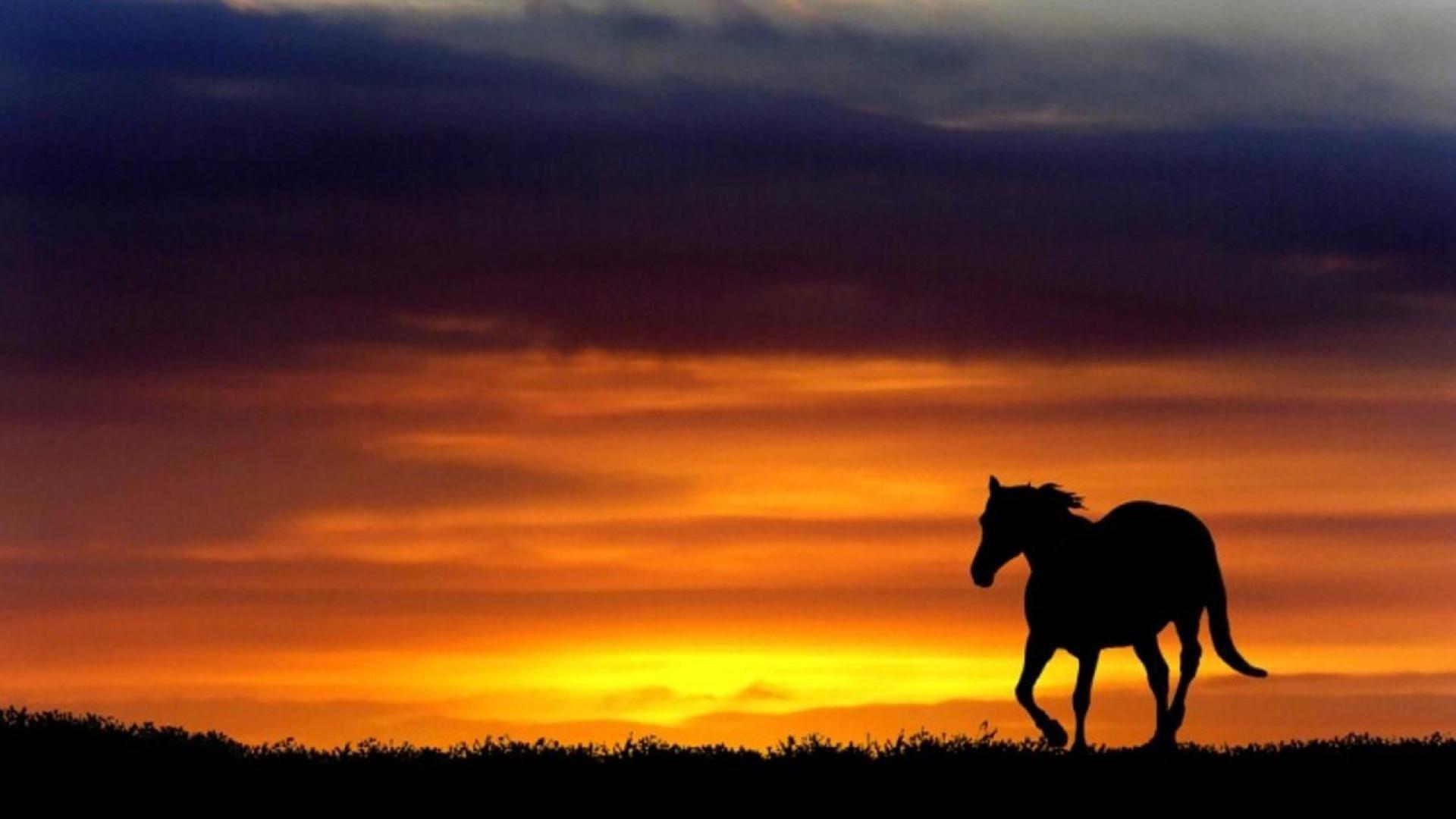 Horse Silhouette Wallpapers Wallpaper Cave