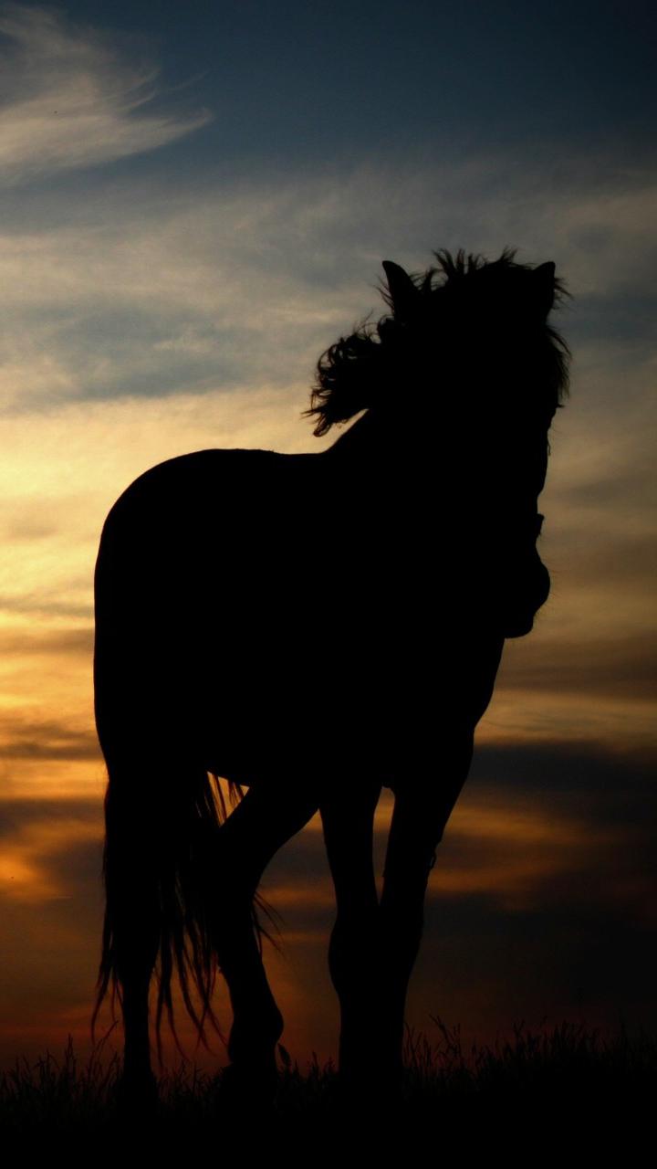 Horse Silhouette Wallpapers Wallpaper Cave