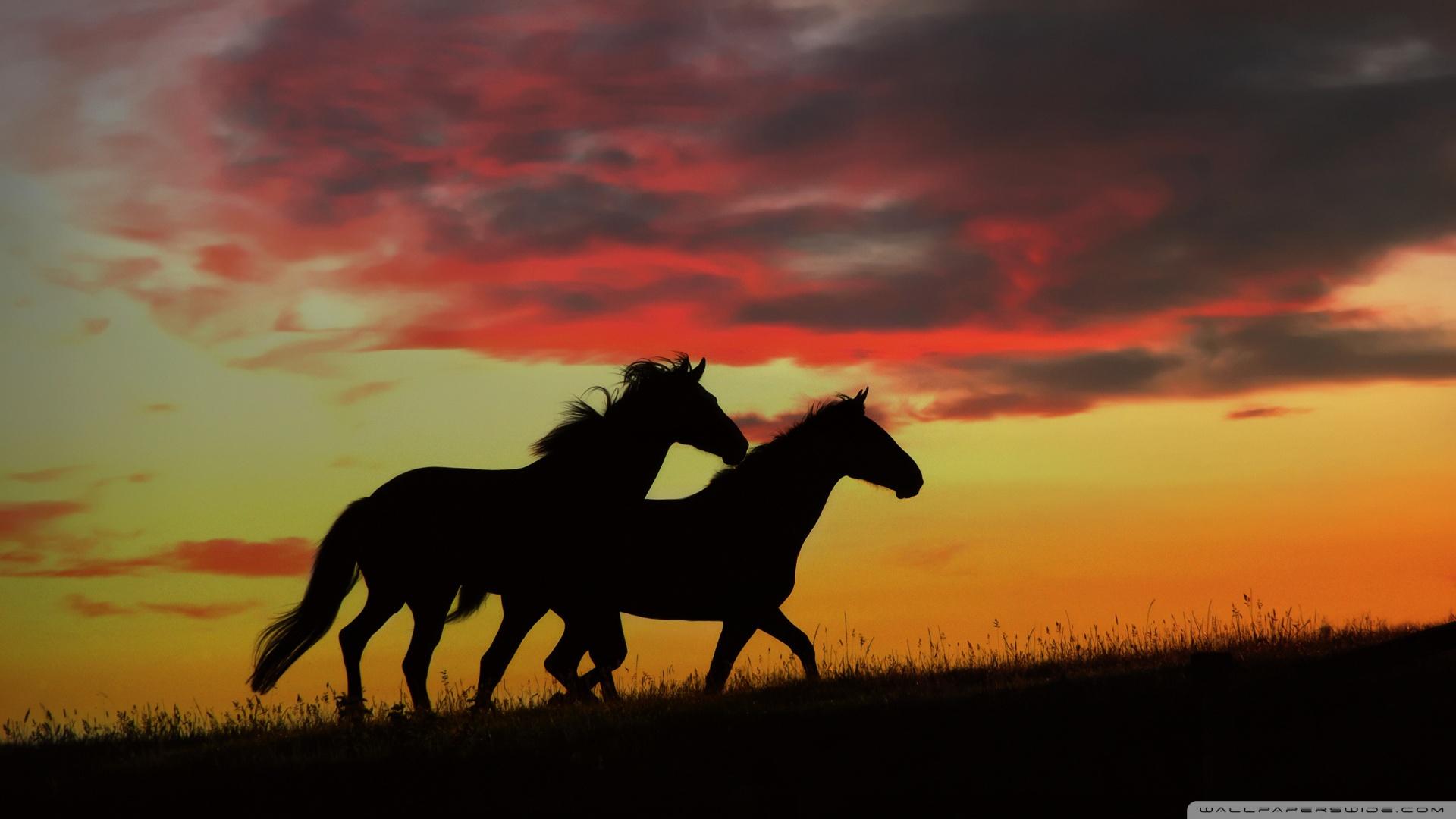 Horse Silhouette Wallpapers Wallpaper Cave