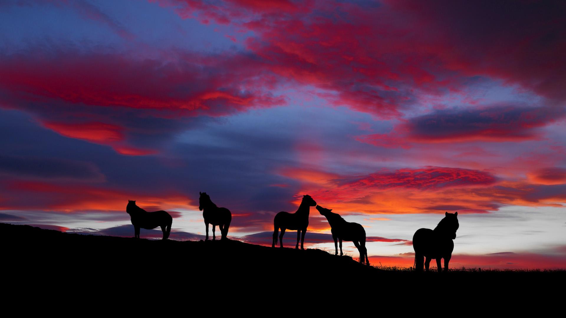 Horse Silhouette Wallpapers Wallpaper Cave