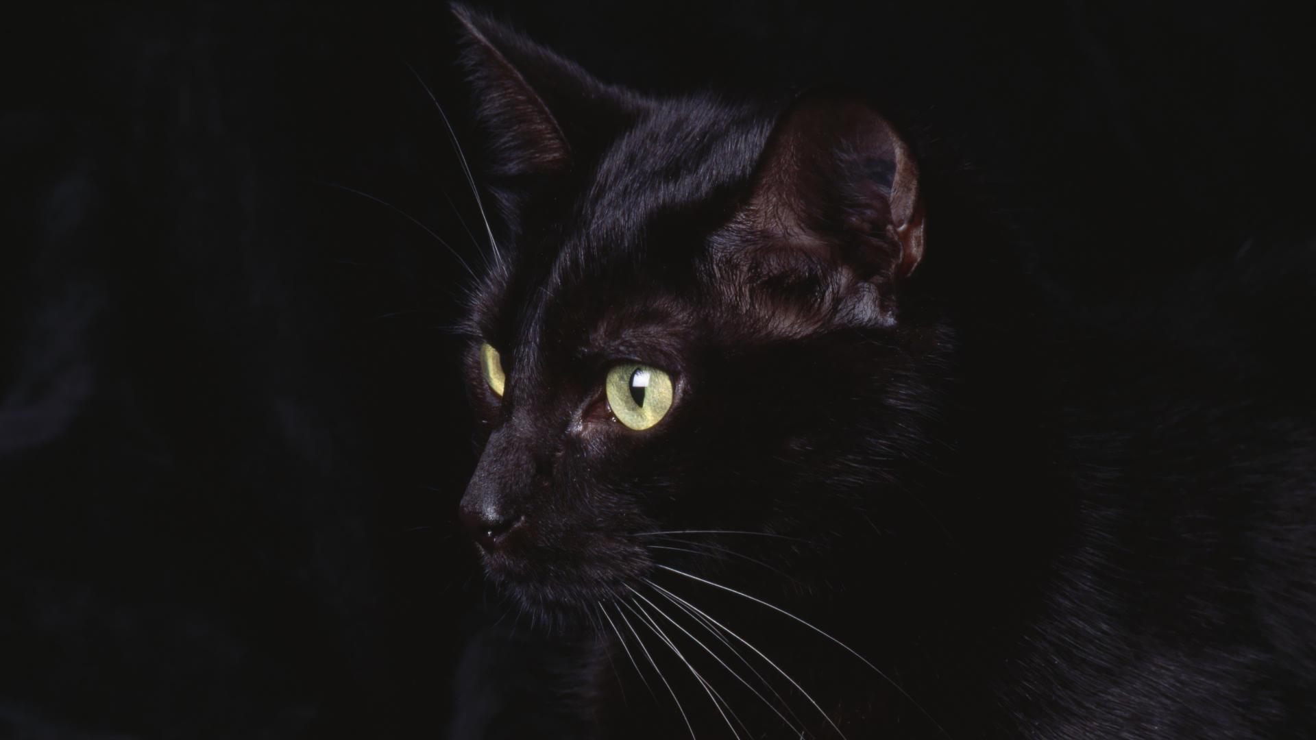 Black Cat HD Wallpapers Wallpaper Cave