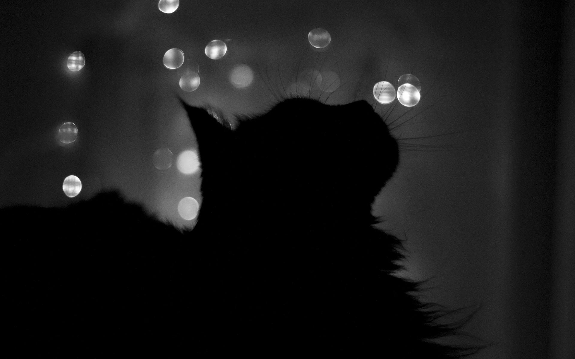 Black Cat HD Wallpapers Wallpaper Cave