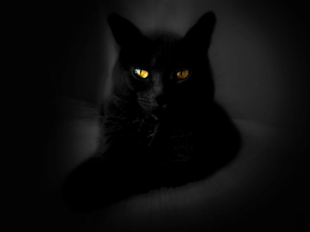 Black Cat HD Wallpapers Wallpaper Cave