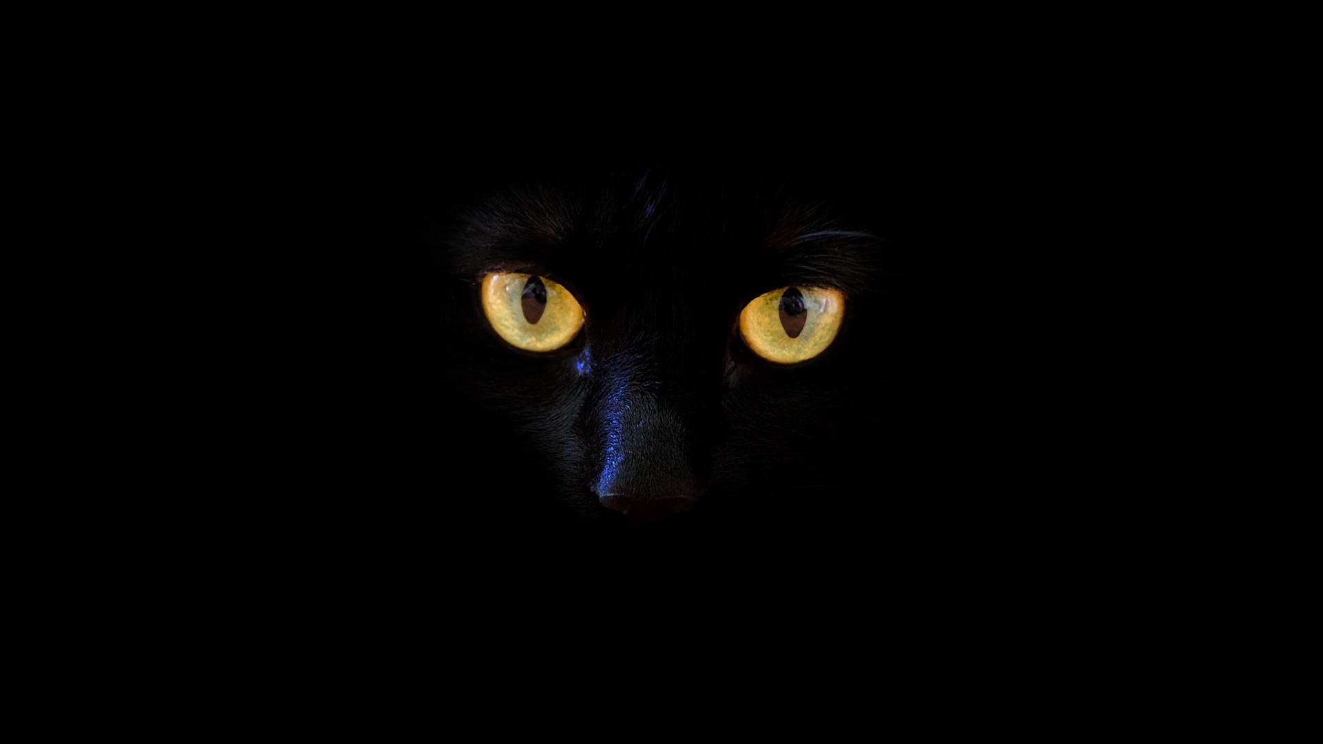 Black Cat HD Wallpapers Wallpaper Cave