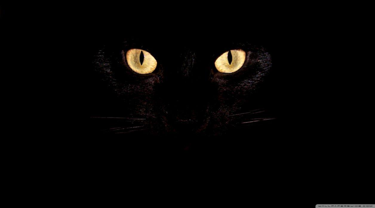 Black Cat HD Wallpapers Wallpaper Cave