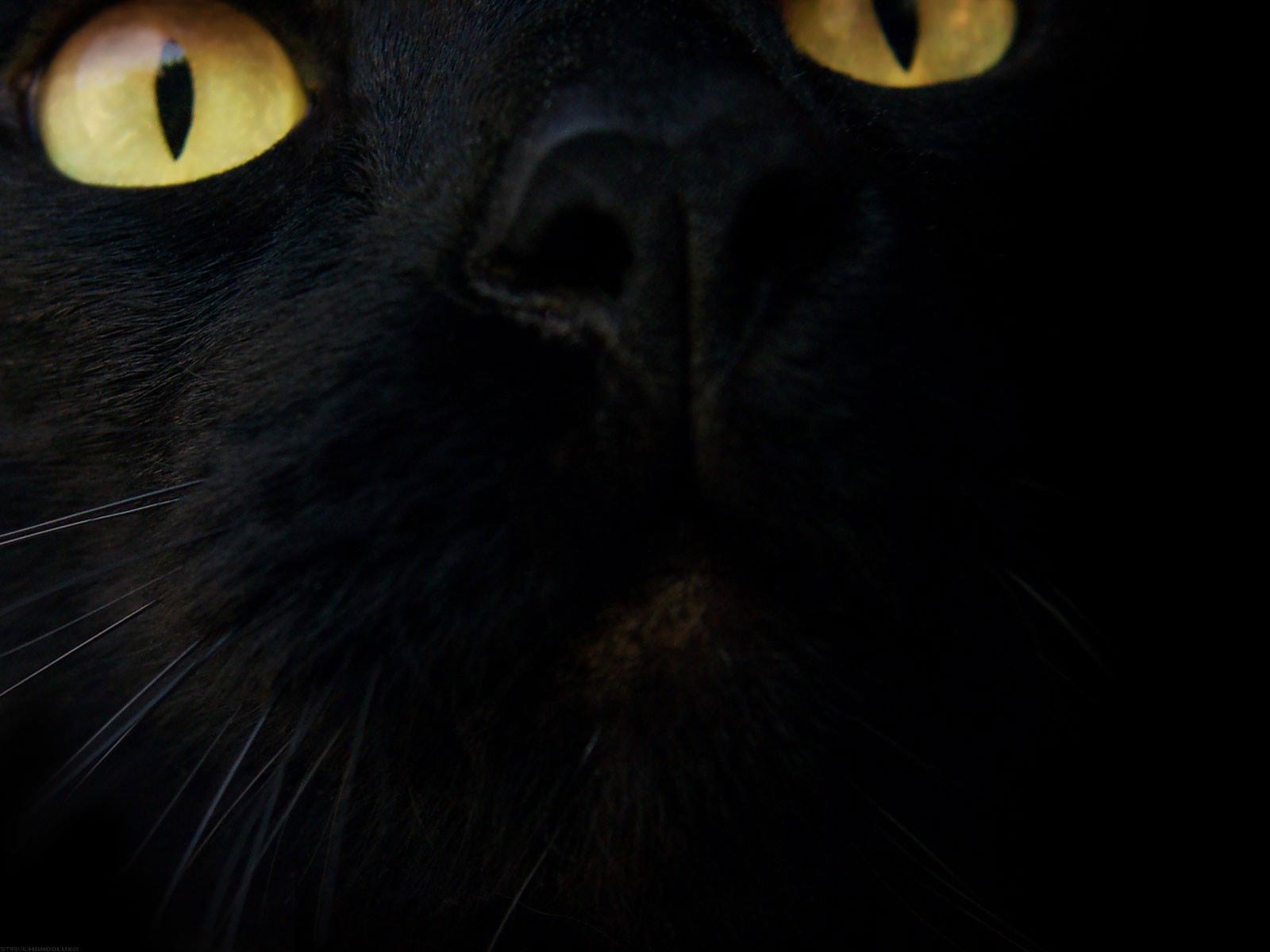 Black Cat HD Wallpapers Wallpaper Cave