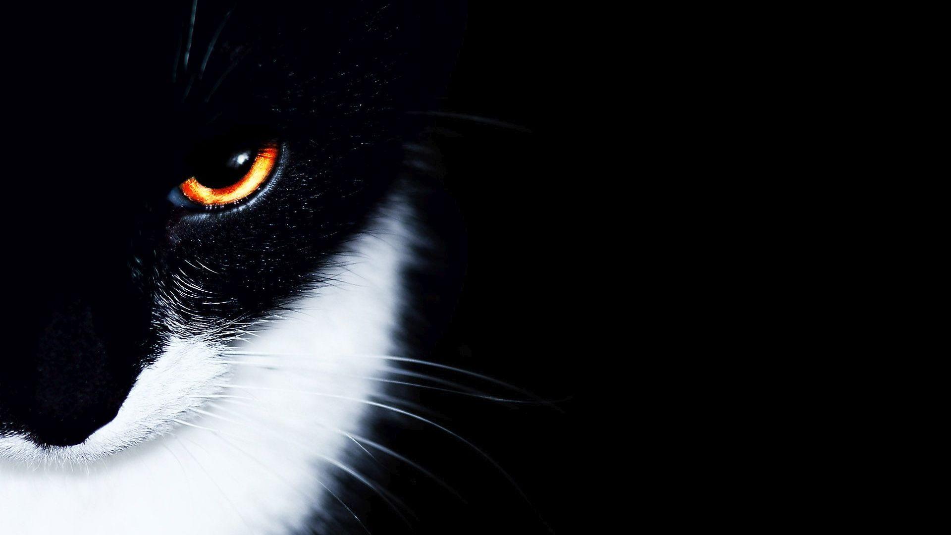 Black Cat HD Wallpapers Wallpaper Cave