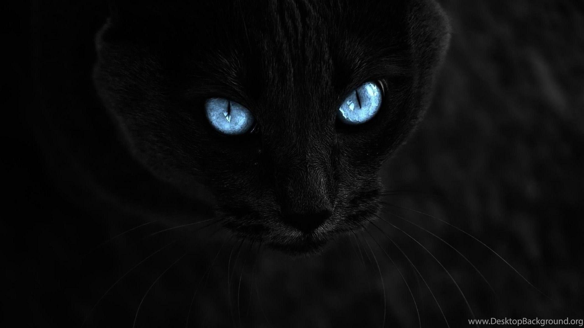 Black Cat HD Wallpapers Wallpaper Cave