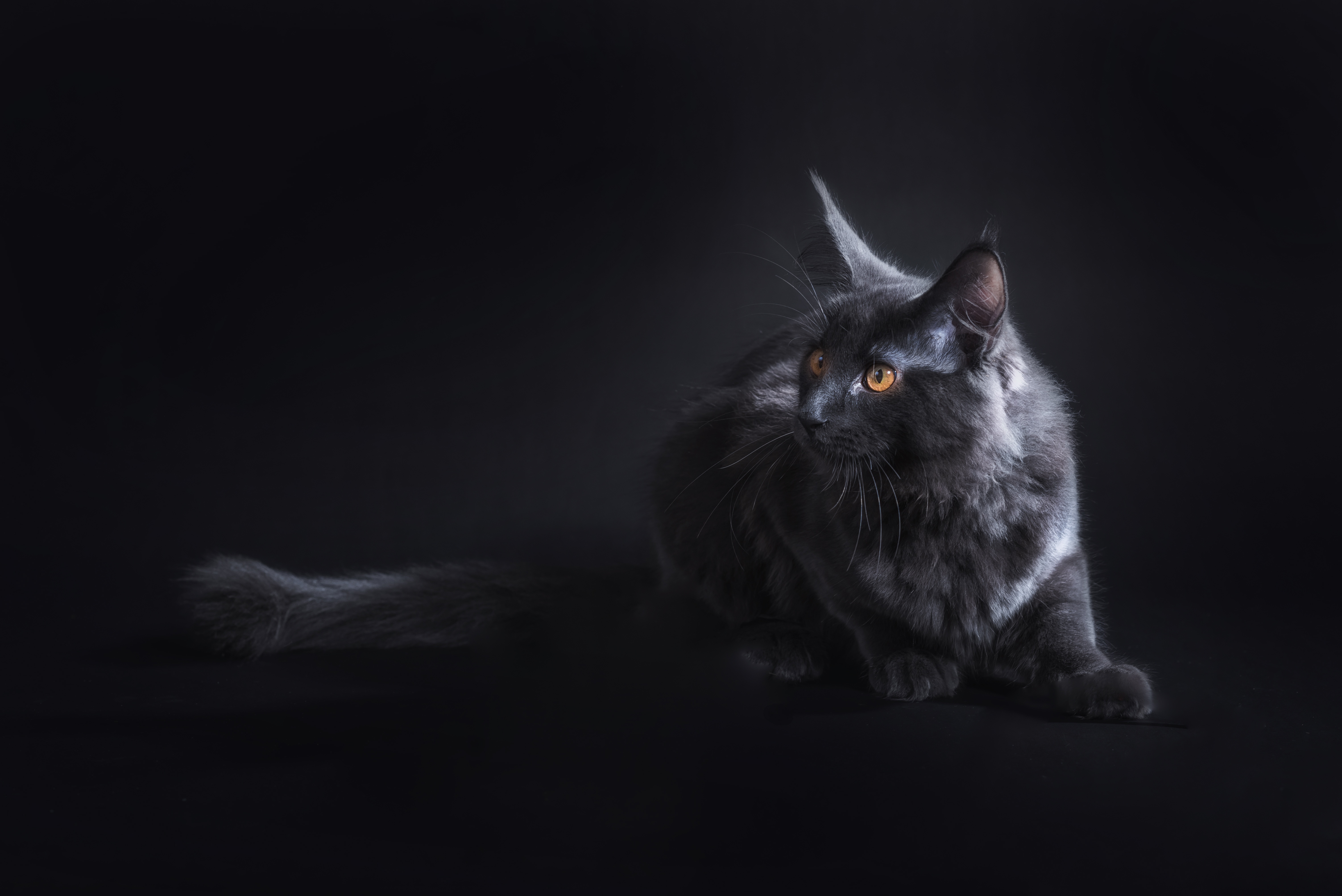 Black Cat HD Wallpapers Wallpaper Cave