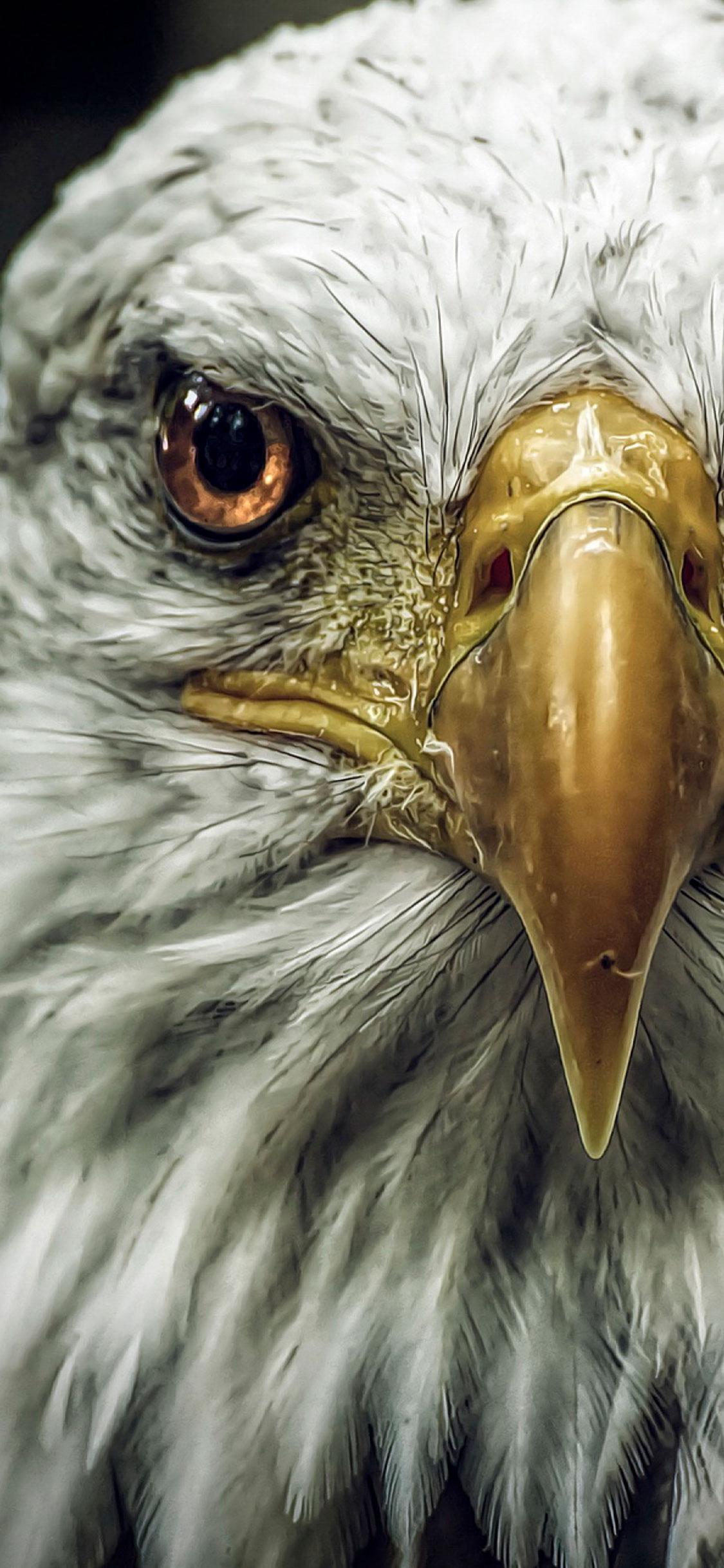 Eagle Eye Wallpapers Wallpaper Cave