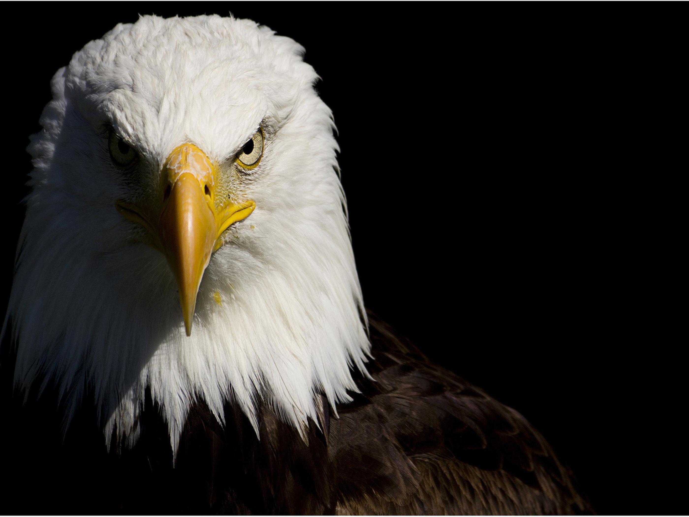 Eagle Eye Wallpapers Wallpaper Cave