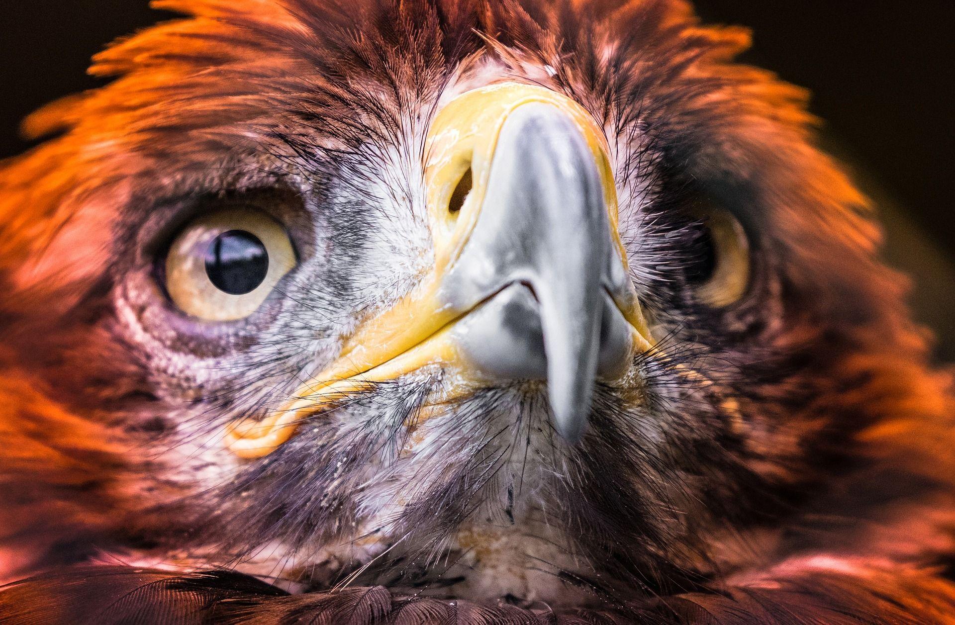 Eagle Eye Wallpapers Wallpaper Cave