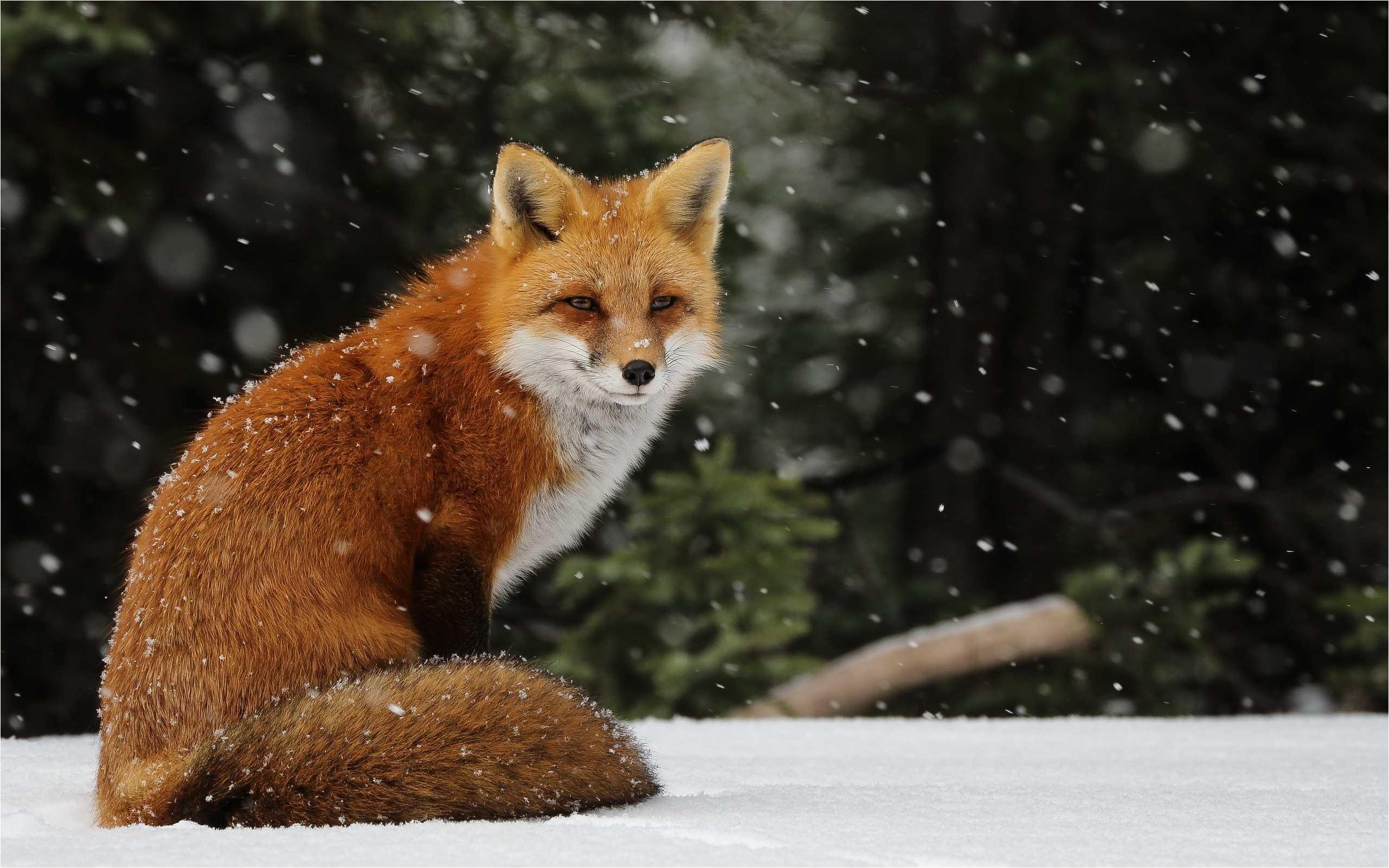 Red Fox HD Wallpapers Wallpaper Cave