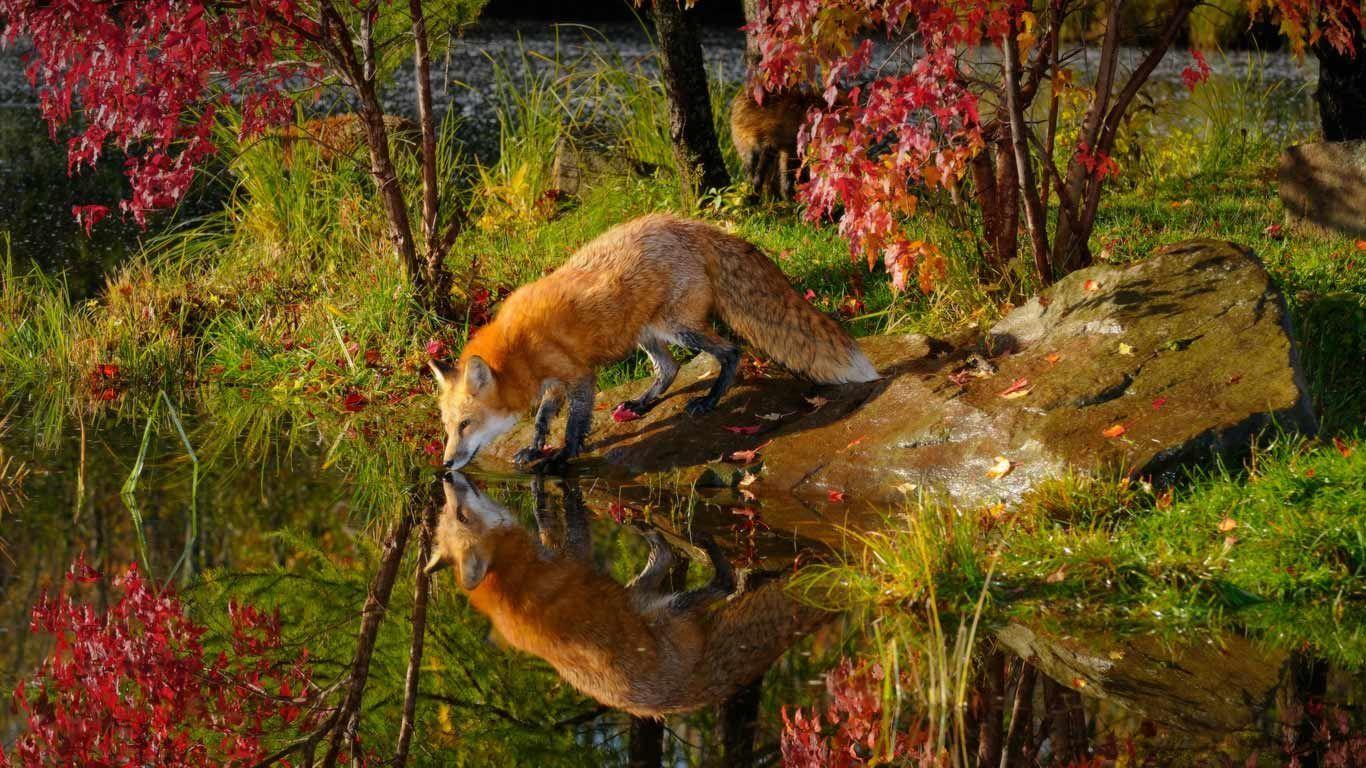 Red Fox HD Wallpapers Wallpaper Cave