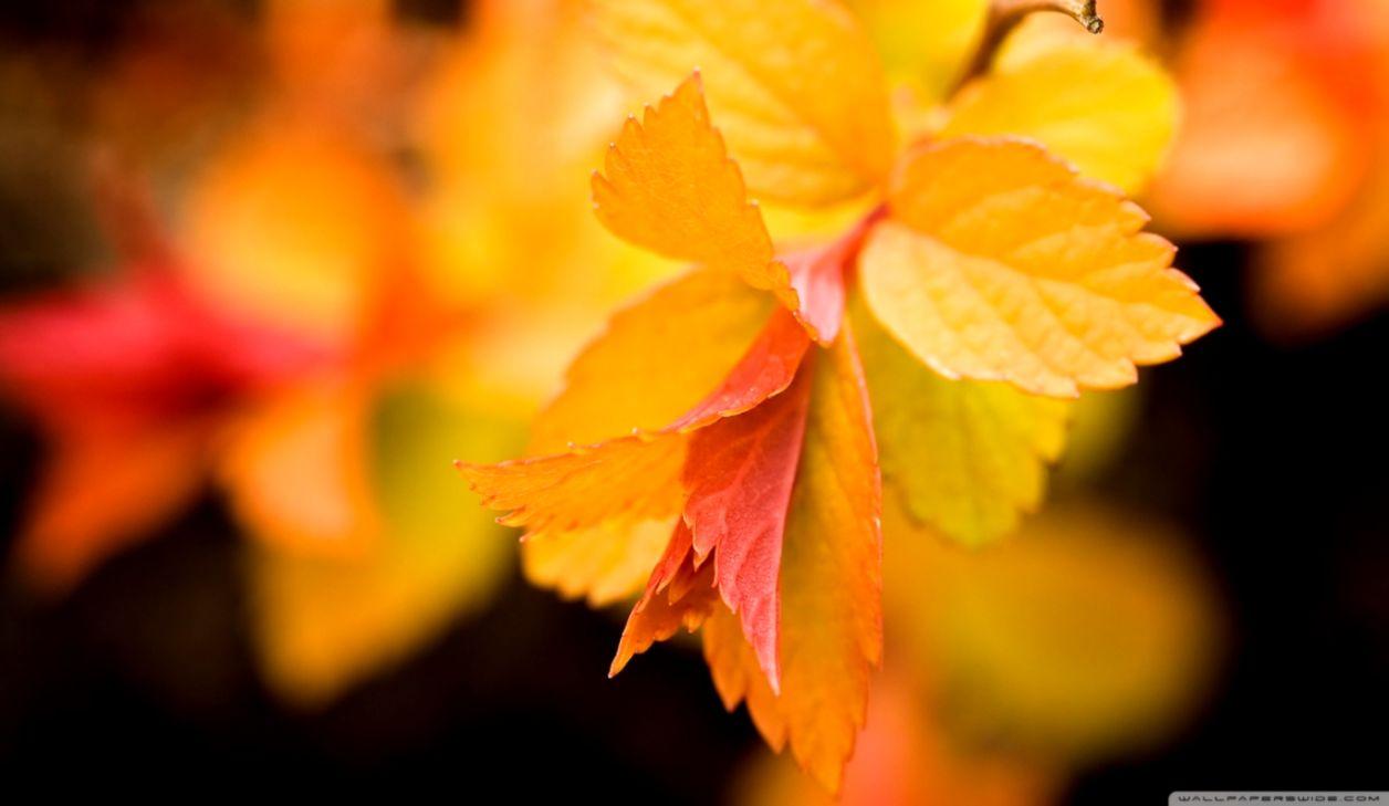 Yellow Maple Leaf Wallpapers Wallpaper Cave