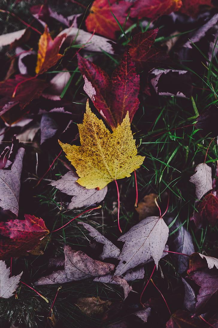 Yellow Maple Leaf Wallpapers Wallpaper Cave